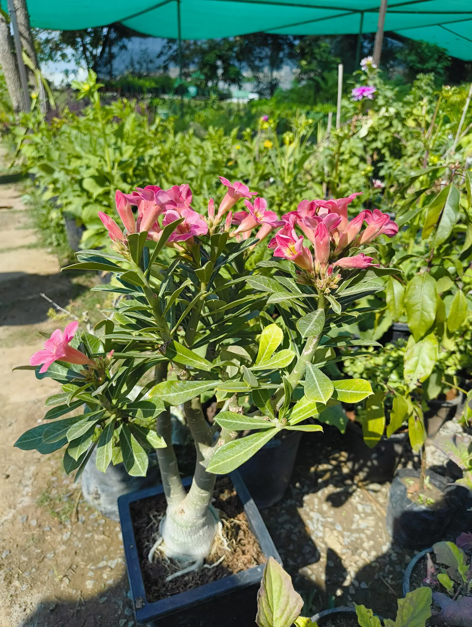 Desert Rose Or Desert Azalea (Adenium Obesum 'Calypso') — peaking during the warmest months.<br><br>The Desert Rose stands out with a distinctive, image 35