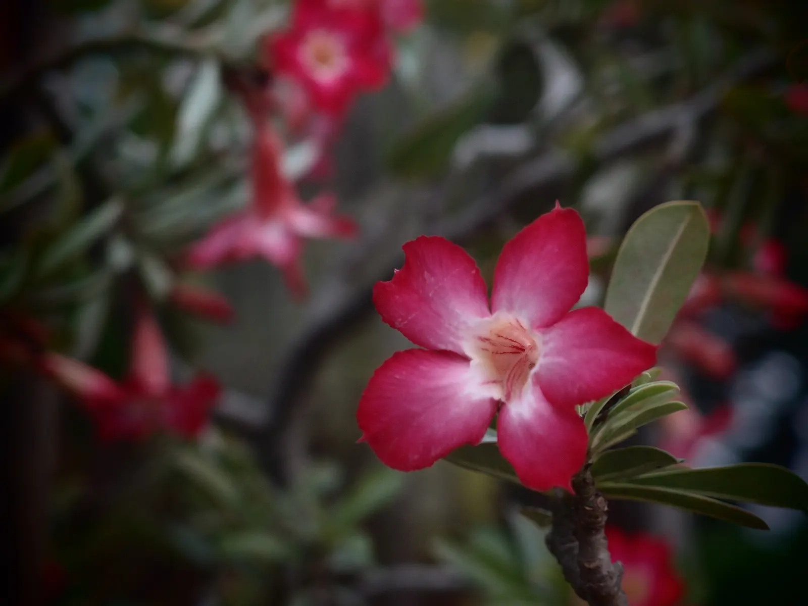 Desert Rose Or Desert Azalea (Adenium Obesum 'Calypso') — commonly known as Desert Rose; each spanning up to 2 inches, image 47