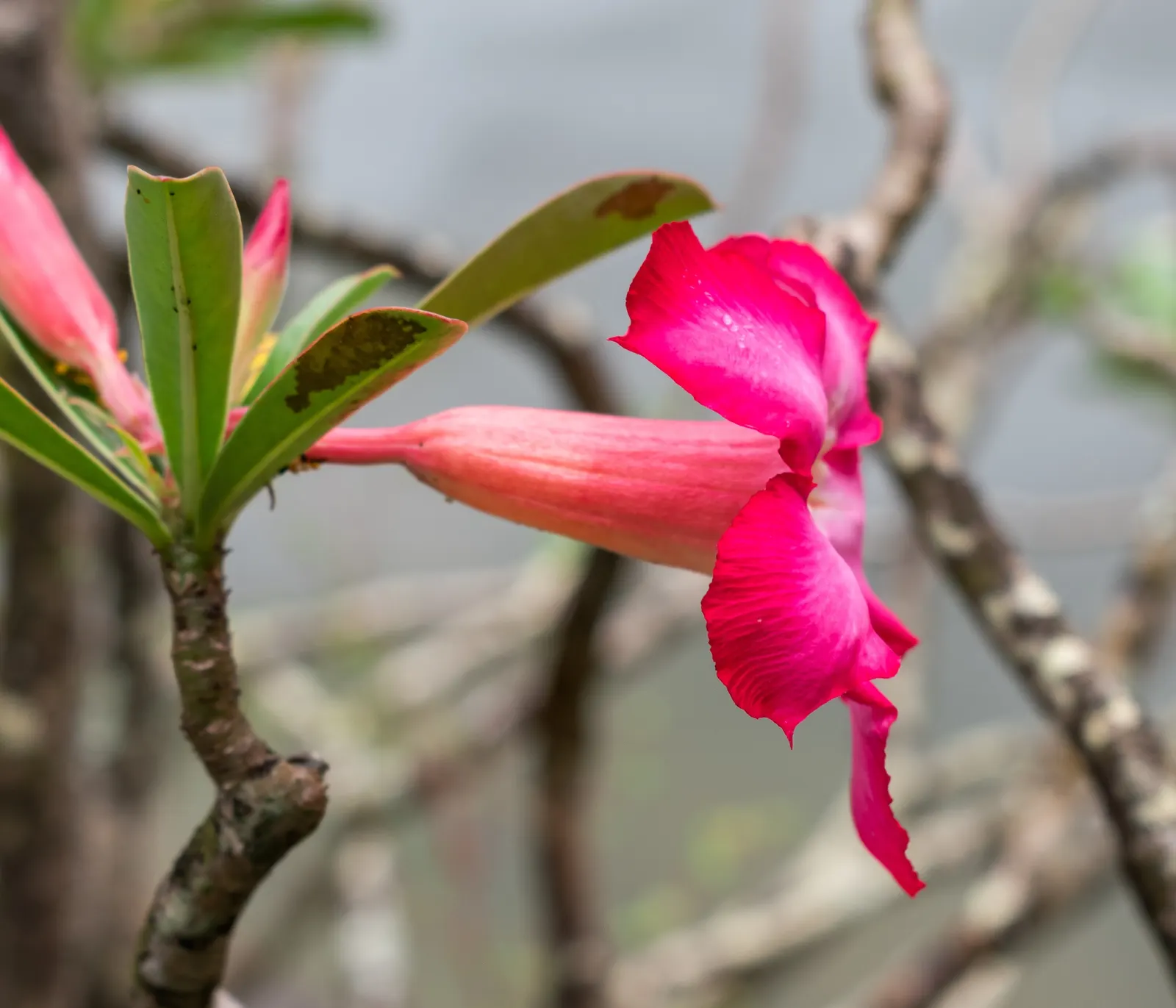 Desert Rose Or Desert Azalea (Adenium Obesum 'Calypso') — It pairs well with other drought-tolerant species and provides an exotic touch to rock, image 110