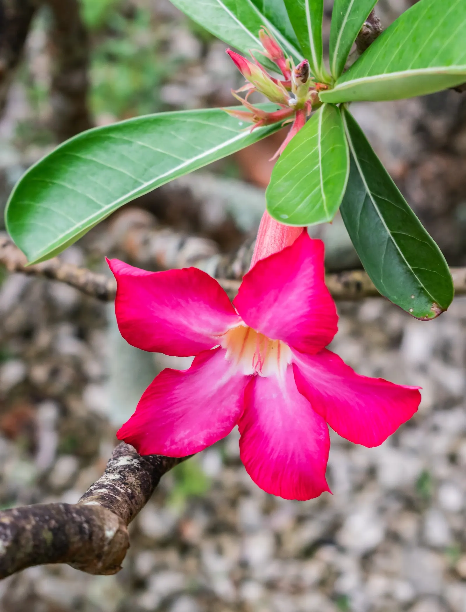 Desert Rose Or Desert Azalea (Adenium Obesum 'Calypso') — commonly known as Desert Rose; each spanning up to 2 inches, image 116