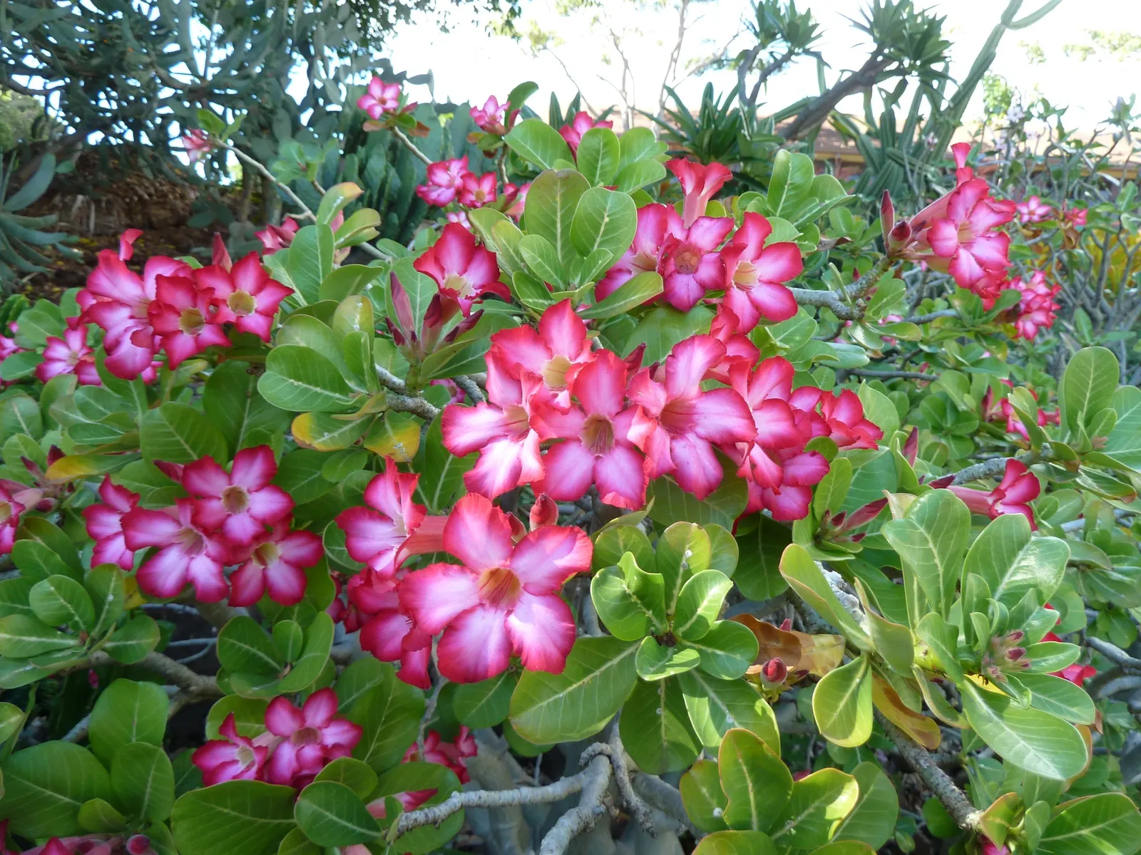 Desert Rose Or Desert Azalea (Adenium Obesum 'Calypso') — or as a container specimen on sunny patios; making it an excellent choice for xeriscaped, image 65