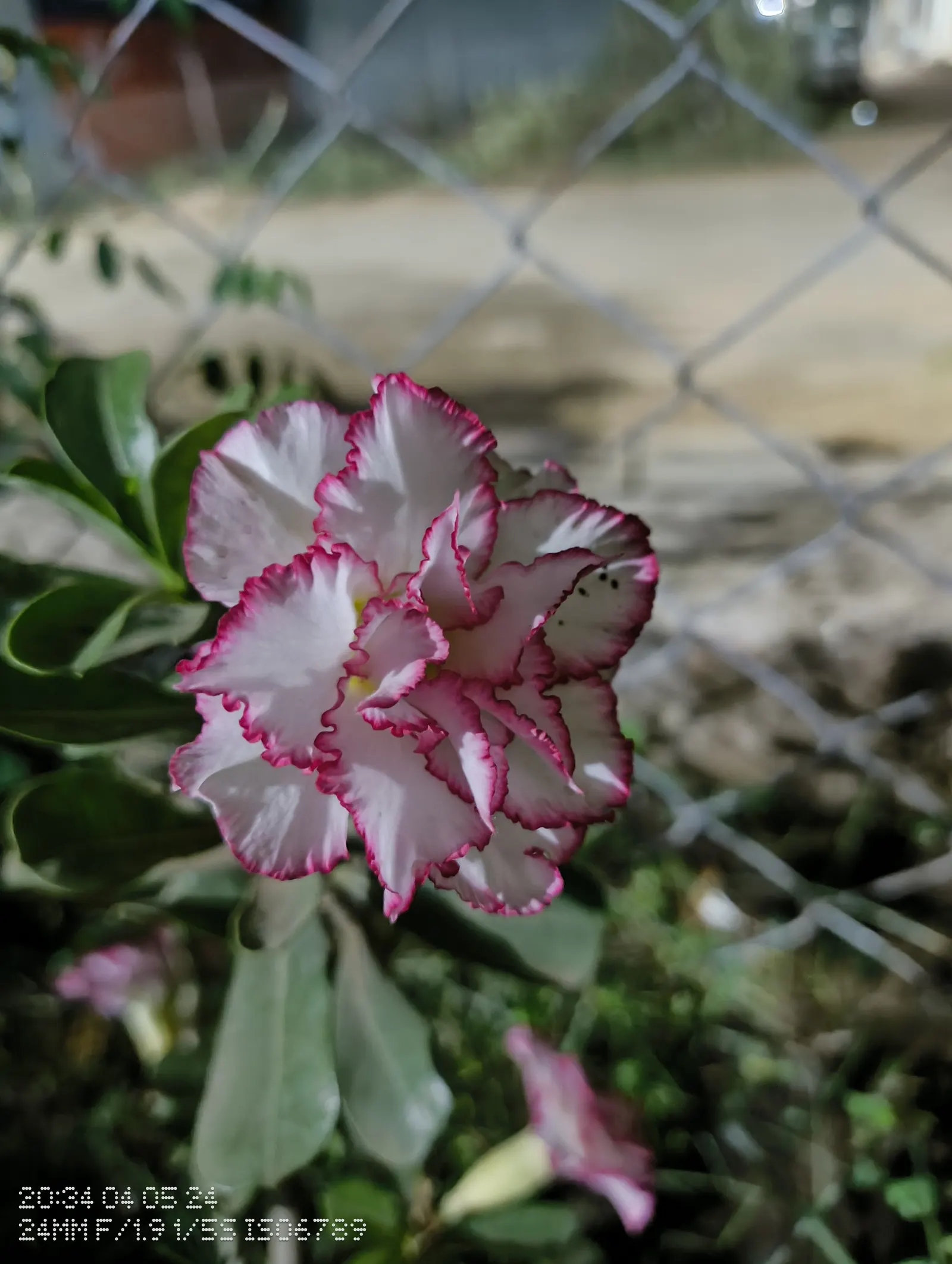 Desert Rose Or Desert Azalea (Adenium Obesum 'Calypso') — peaking during the warmest months.<br><br>The Desert Rose stands out with a distinctive, image 58