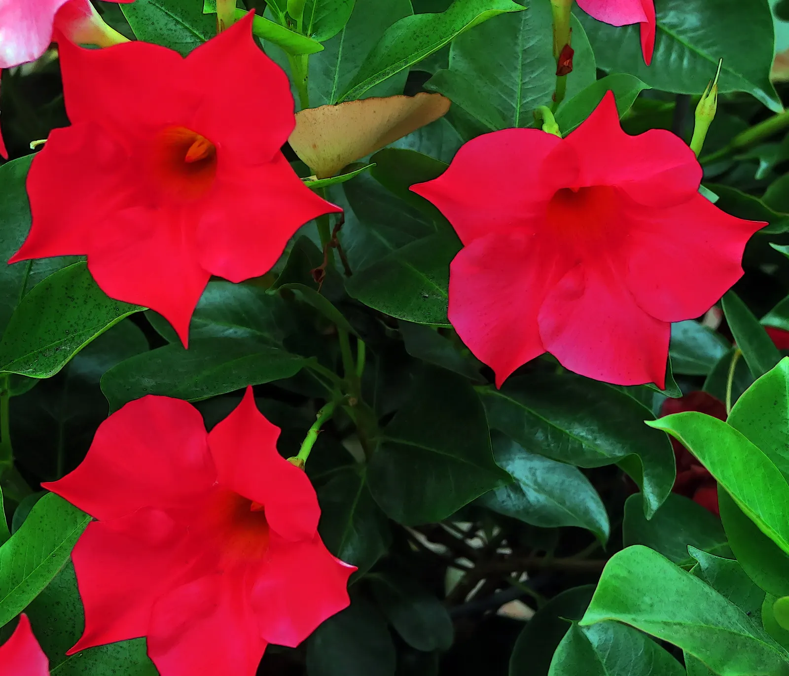 Desert Rose Or Desert Azalea (Adenium Obesum 'Calypso') — These flowers can reach a diameter of up to 2 inches and typically bloom from late spring, image 80