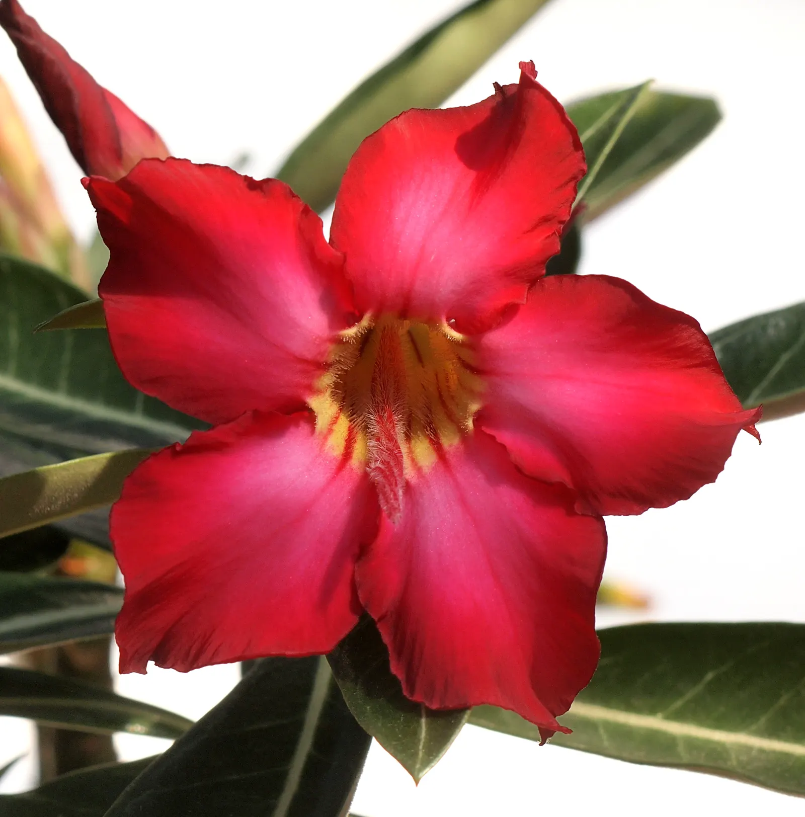 Desert Rose Or Desert Azalea (Adenium Obesum 'Calypso') — commonly known as Desert Rose