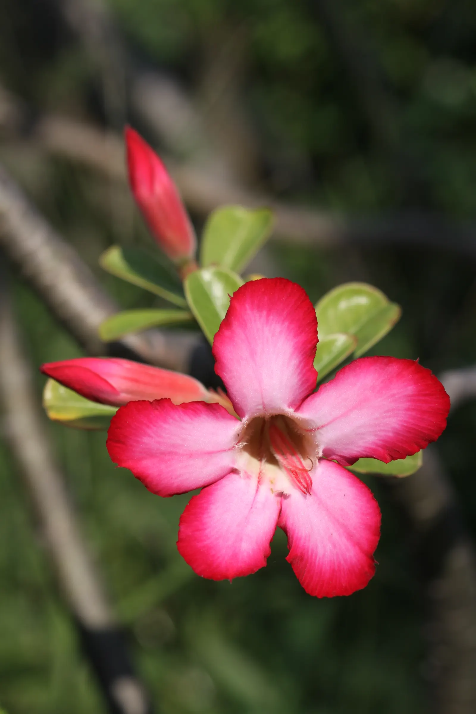 Desert Rose Or Desert Azalea (Adenium Obesum 'Calypso') — with trumpet-shaped blooms that boast a vivid pink to red hue with a sultry dark throat