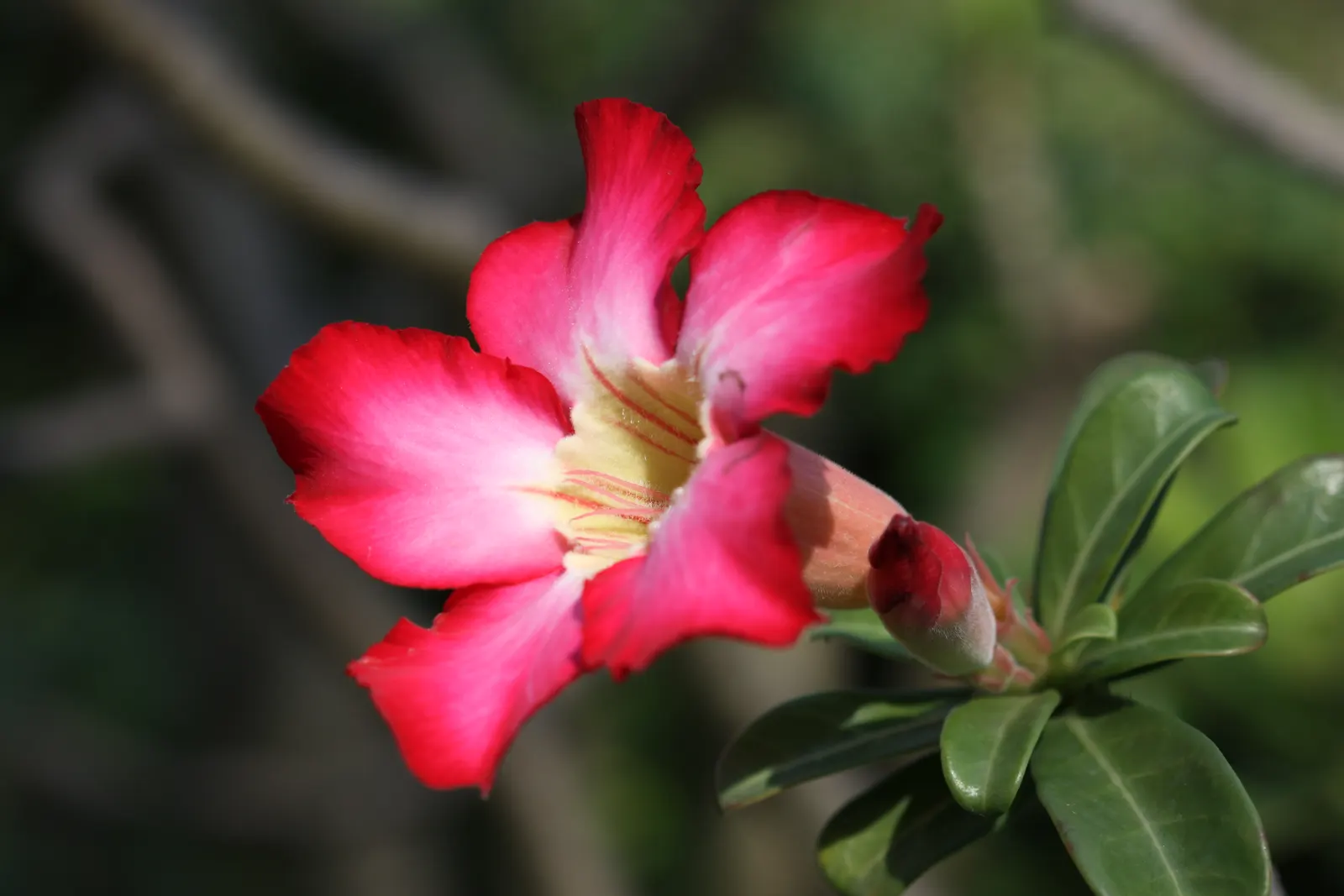 Desert Rose Or Desert Azalea (Adenium Obesum 'Calypso') — pink and red flowers in the garden