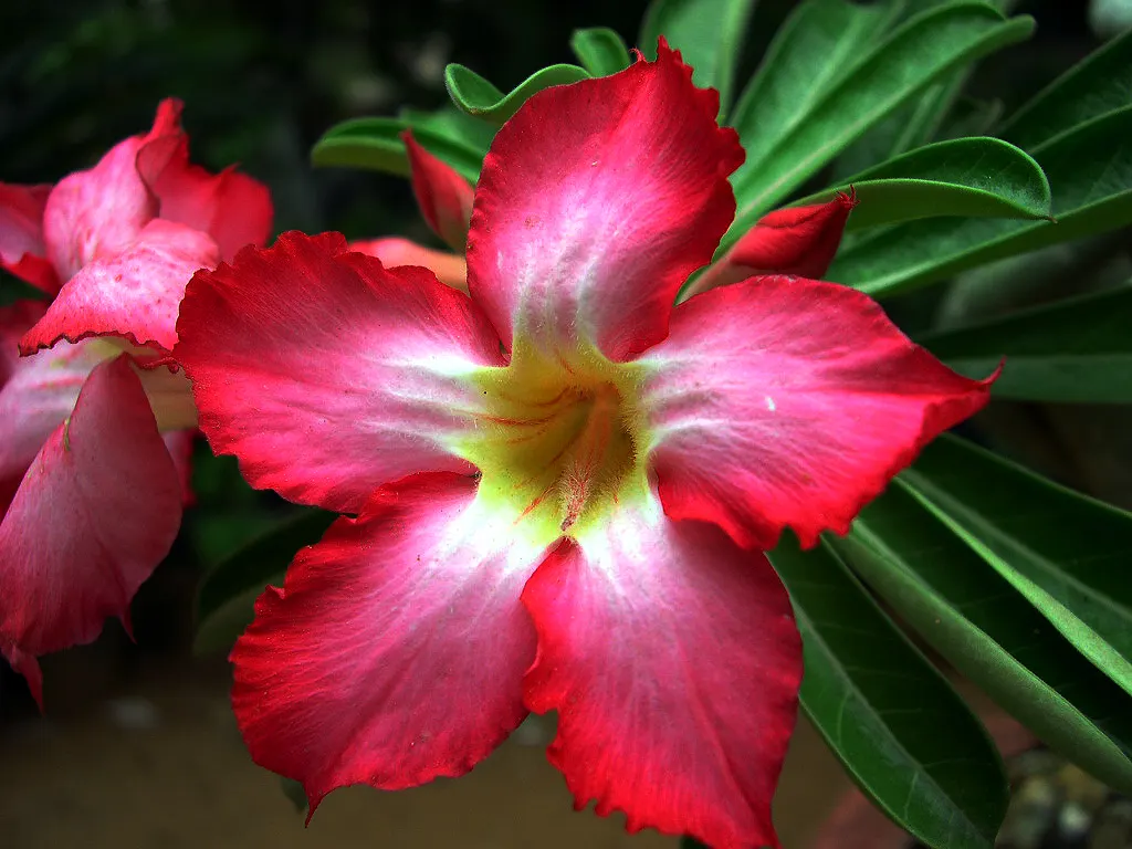 Desert Rose Or Desert Azalea (Adenium Obesum 'Calypso') — woody trunk that serves as a water reservoir during periods of drought; or as a container, image 105
