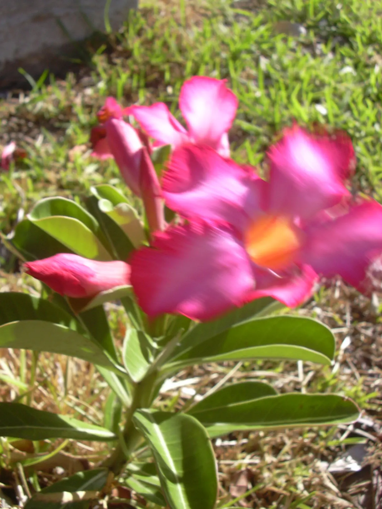 Desert Rose Or Desert Azalea (Adenium Obesum 'Calypso') — commonly known as Desert Rose or Desert Azalea