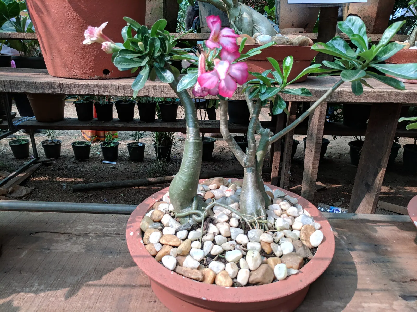 Desert Rose Or Desert Azalea (Adenium Obesum 'Calypso') — woody trunk that serves as a water reservoir during periods of drought; or as a container, image 82
