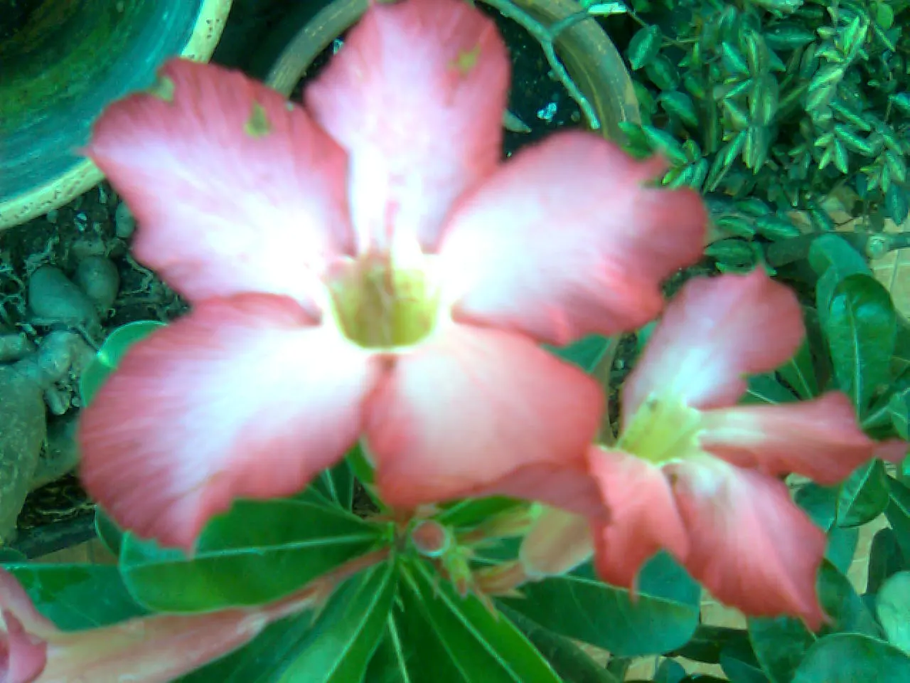 Desert Rose Or Desert Azalea (Adenium Obesum 'Calypso') — each spanning up to 2 inches