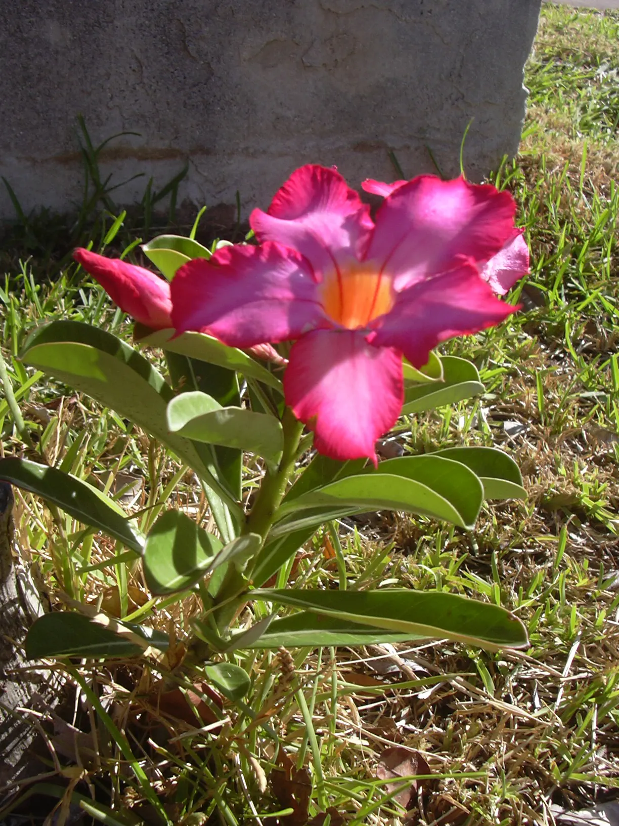 Desert Rose Or Desert Azalea (Adenium Obesum 'Calypso') — each spanning up to 2 inches; features a unique swollen base (caudex) that can reach over 10 inches