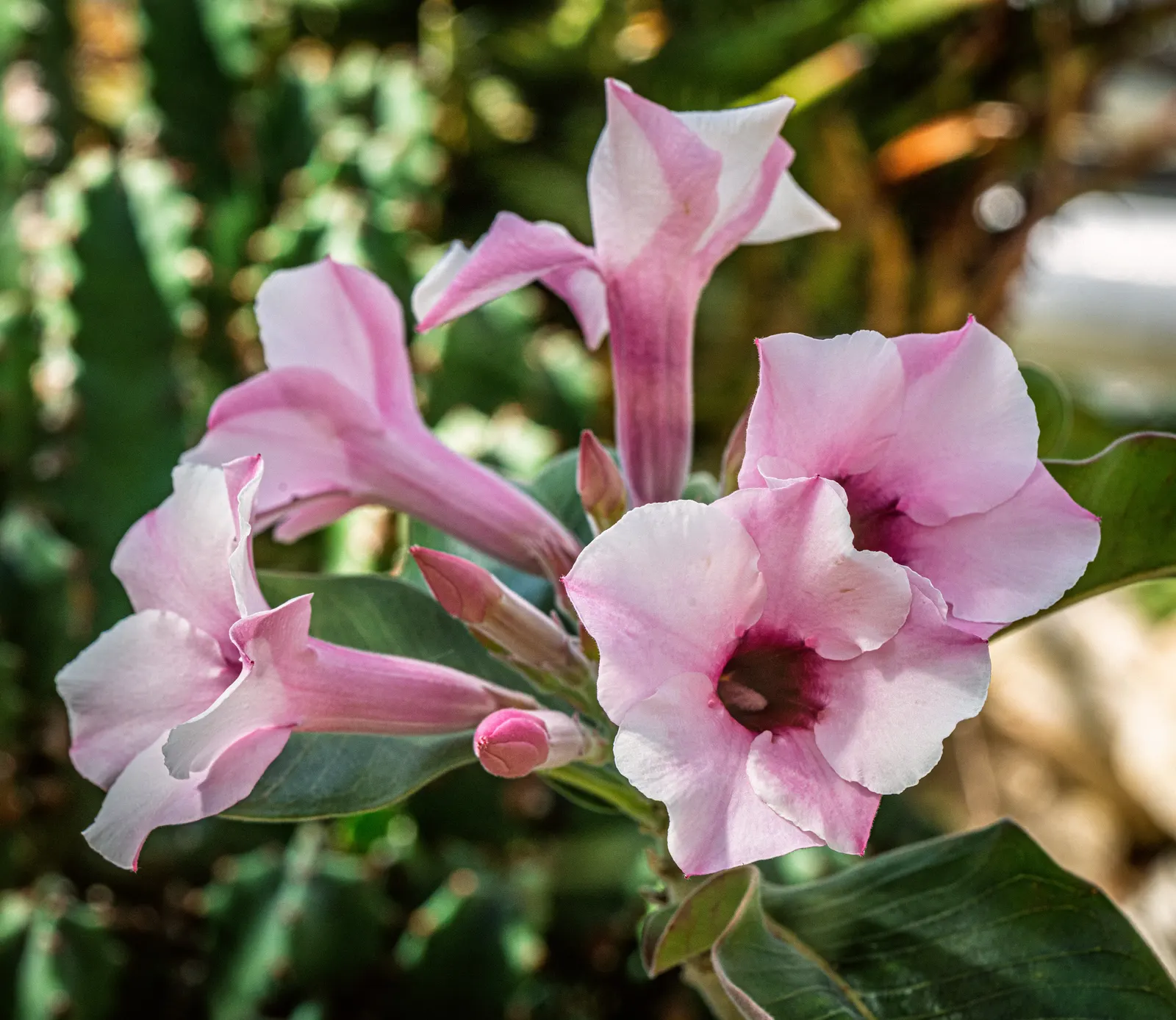 Desert Rose Or Desert Azalea (Adenium Obesum 'Calypso') — Ideal for xeriscaping in USDA zones 10-12, it requires well-drained soil and full sun, image 121
