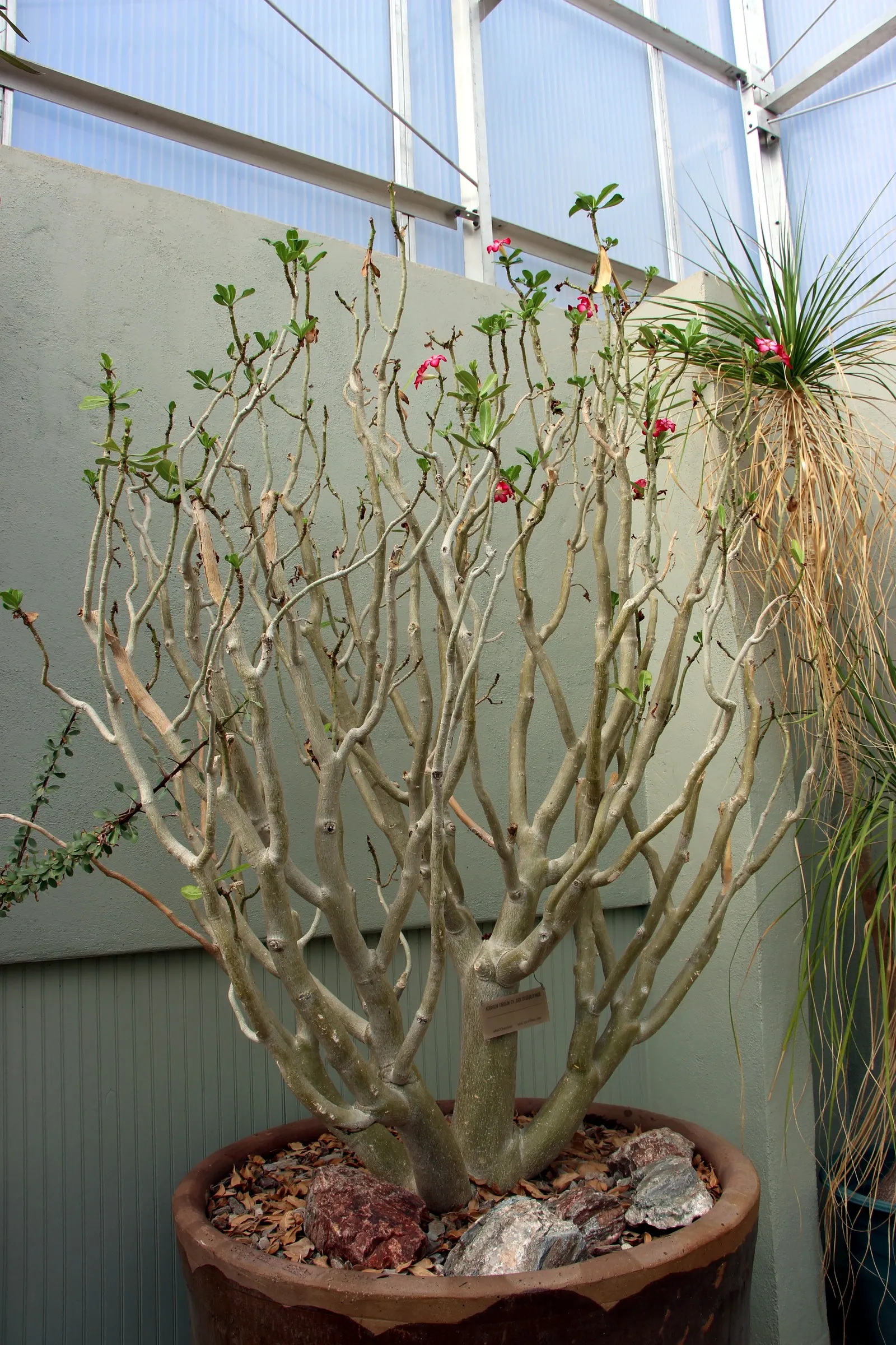 Desert Rose Or Desert Azalea (Adenium Obesum 'Calypso') — Ideal for xeriscaping in USDA zones 10-12, it requires well-drained soil and full sun, image 52