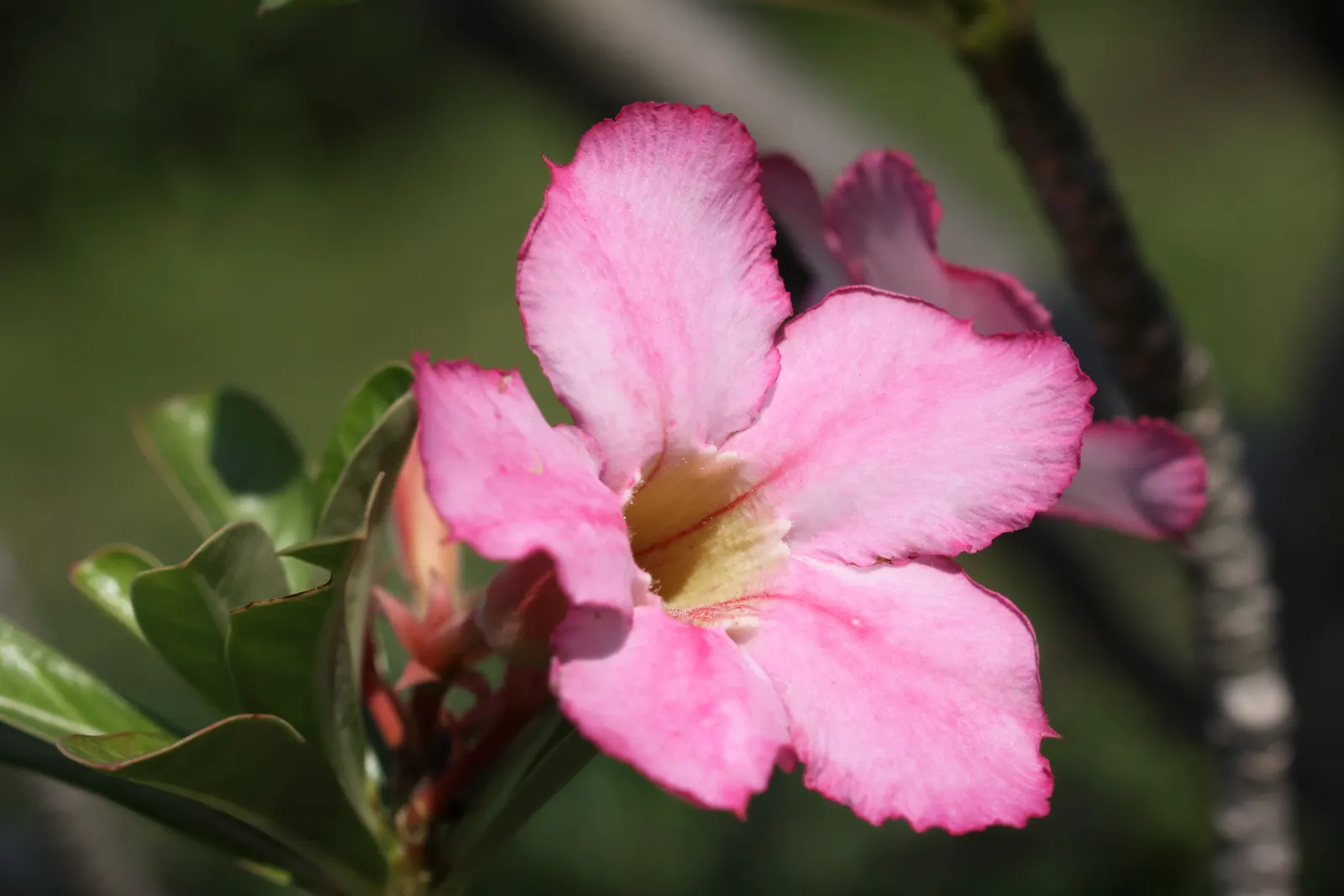 Desert Rose Or Desert Azalea (Adenium Obesum 'Calypso') — Remember to handle with care, as the sap is toxic if ingested and may cause skin, image 89