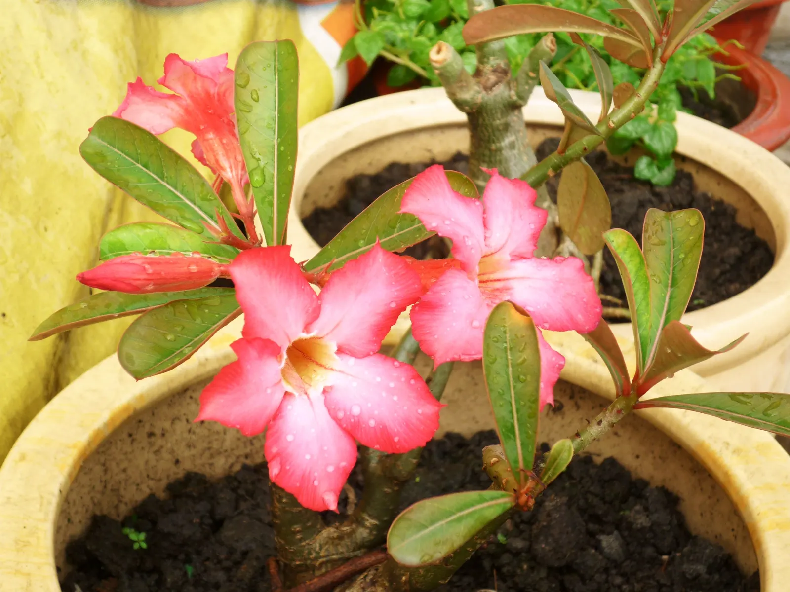 Desert Rose Or Desert Azalea (Adenium Obesum 'Calypso') — The architectural form of the Desert Rose can vary in mature specimens; consider, image 131