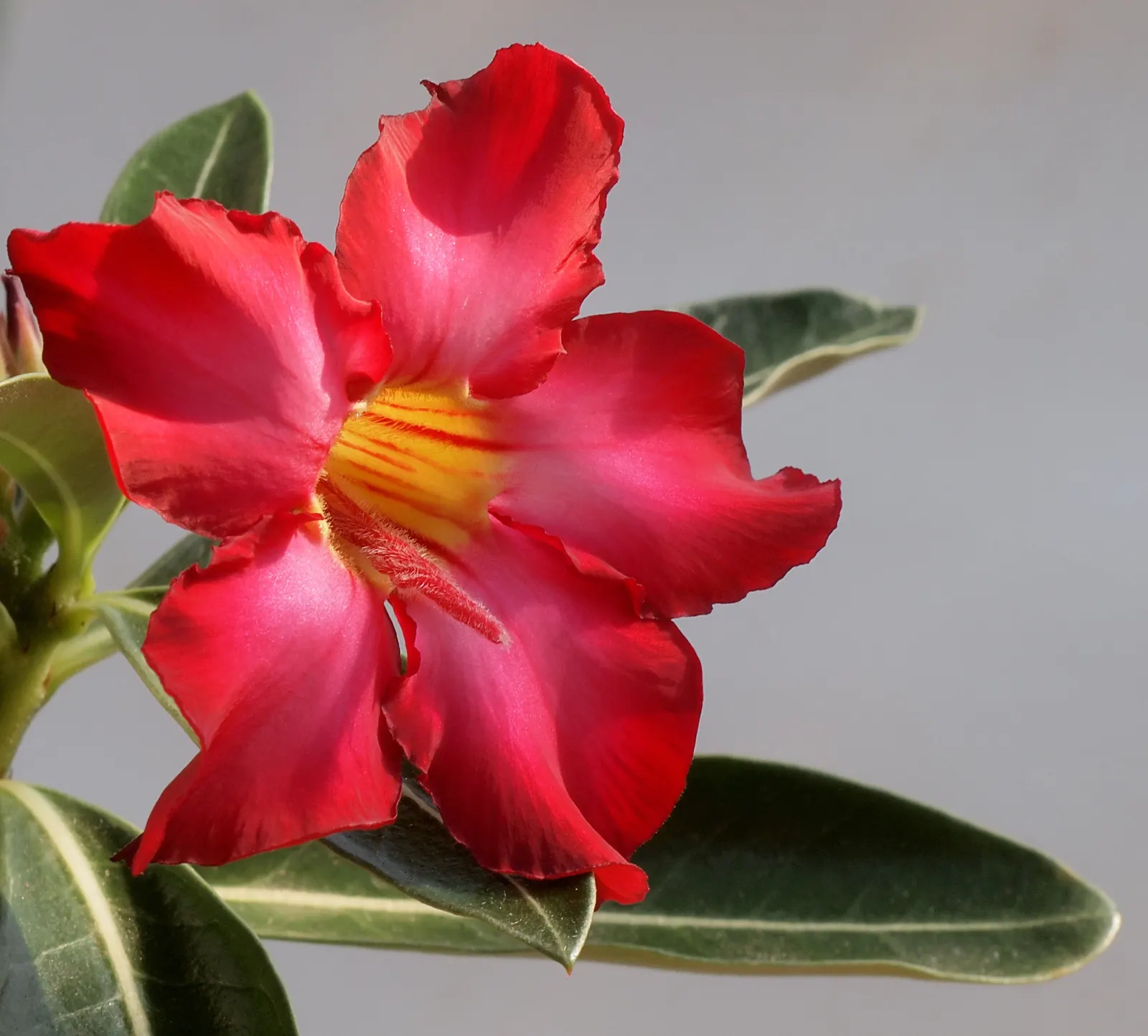 Desert Rose Or Desert Azalea (Adenium Obesum 'Calypso') — each spanning up to 2 inches; features a unique swollen base (caudex) that can reach over, image 73