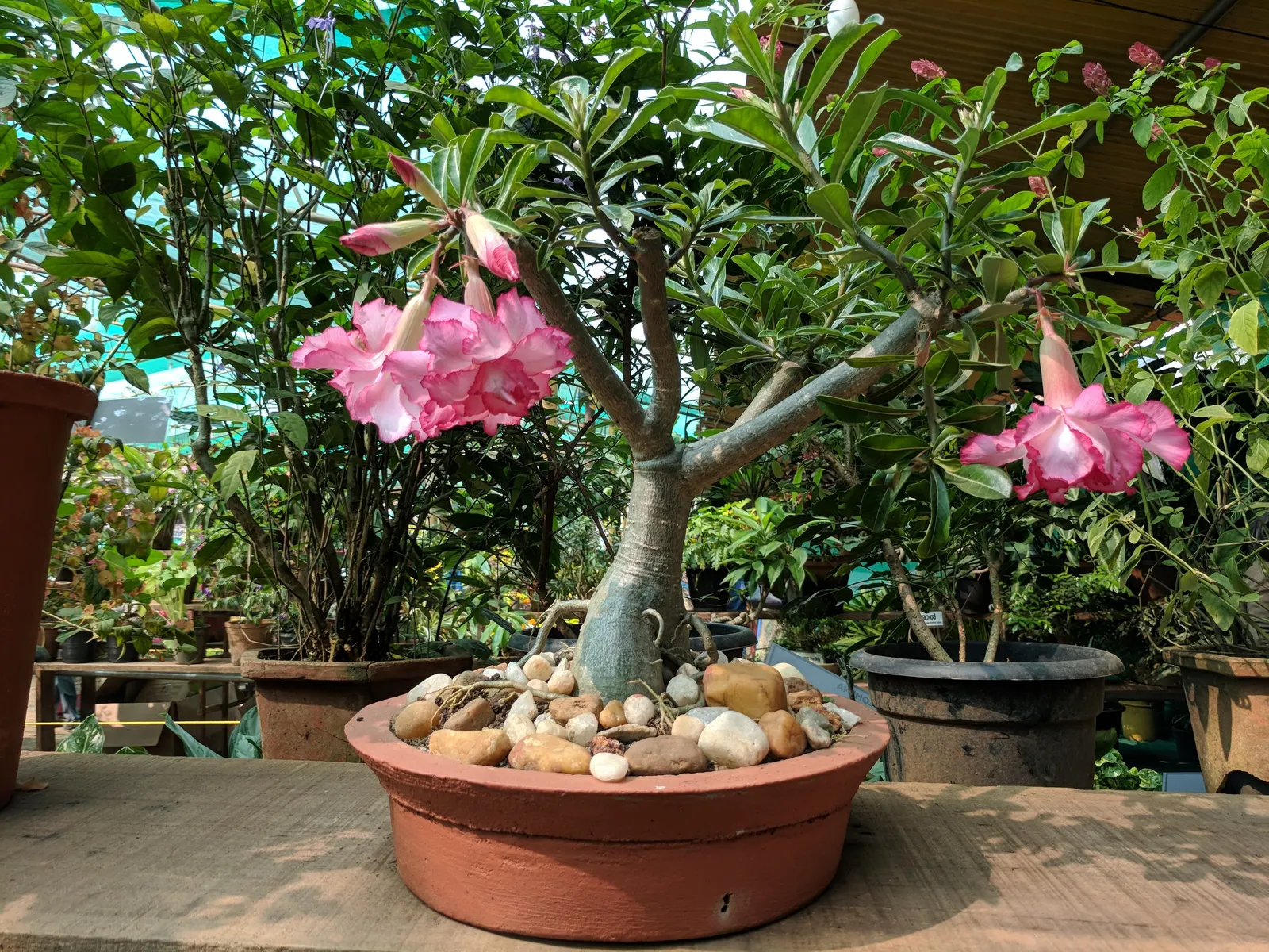 Desert Rose Or Desert Azalea (Adenium Obesum 'Calypso') — This succulent stands up to 3 feet tall and bears vibrant pink to red trumpet-shaped, image 118