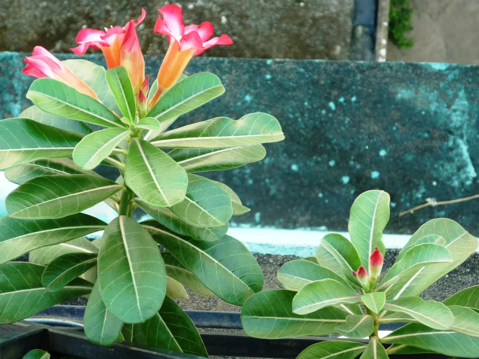 Desert Rose Or Desert Azalea (Adenium Obesum 'Calypso') — It pairs well with other drought-tolerant species and provides an exotic touch to rock gardens