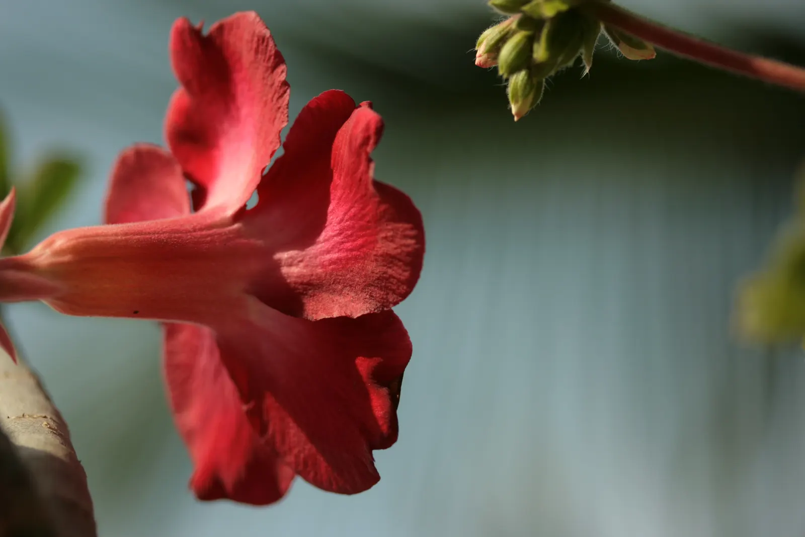 Desert Rose Or Desert Azalea (Adenium Obesum 'Calypso') — The architectural form of the Desert Rose can vary in mature specimens; consider, image 108