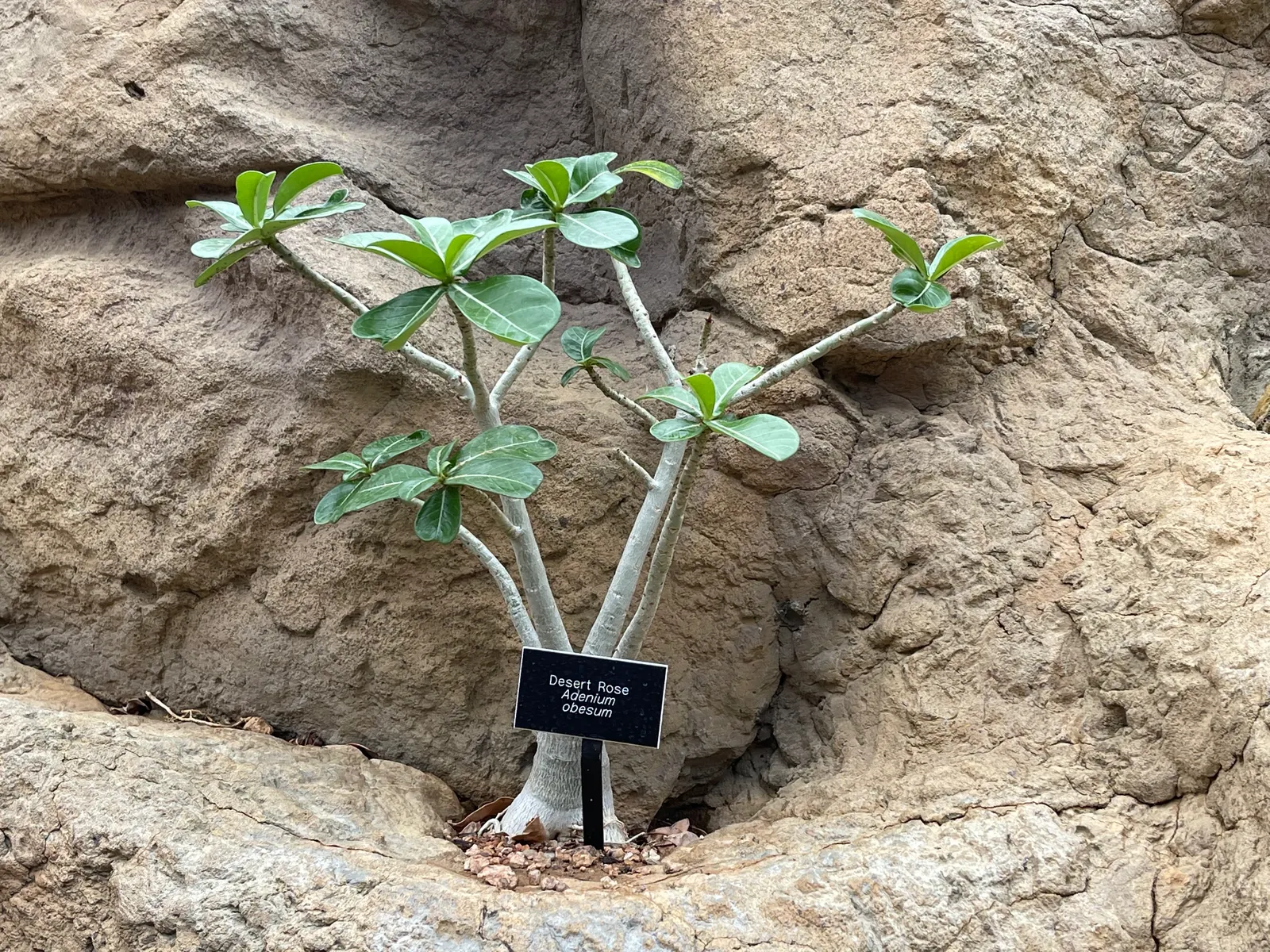 Desert Rose Or Desert Azalea (Adenium Obesum 'Calypso') — shrub / succulent for full or half