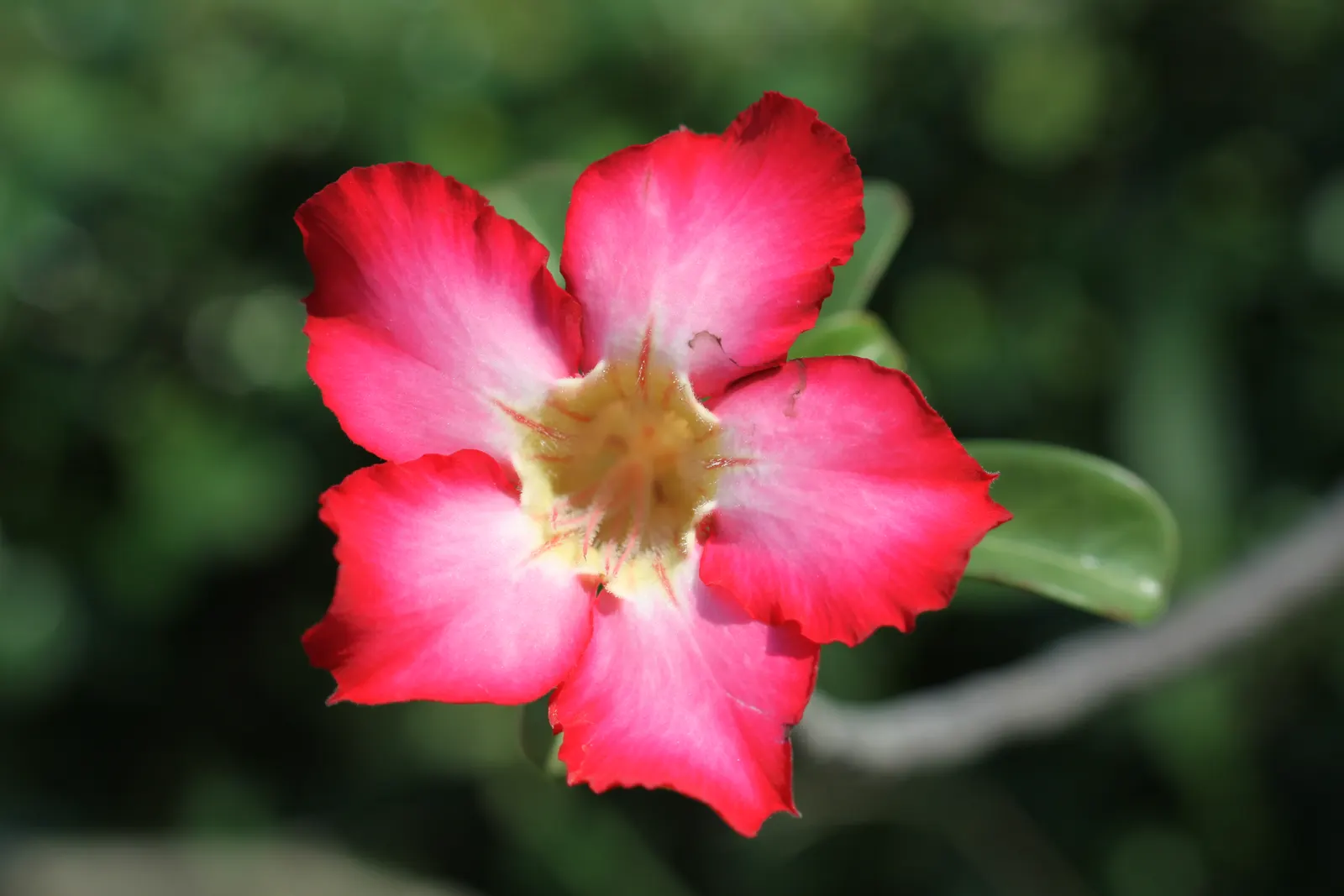 Desert Rose Or Desert Azalea (Adenium Obesum 'Calypso') — consider positioning it as a focal point where its dramatic form can be appreciated; commonly known