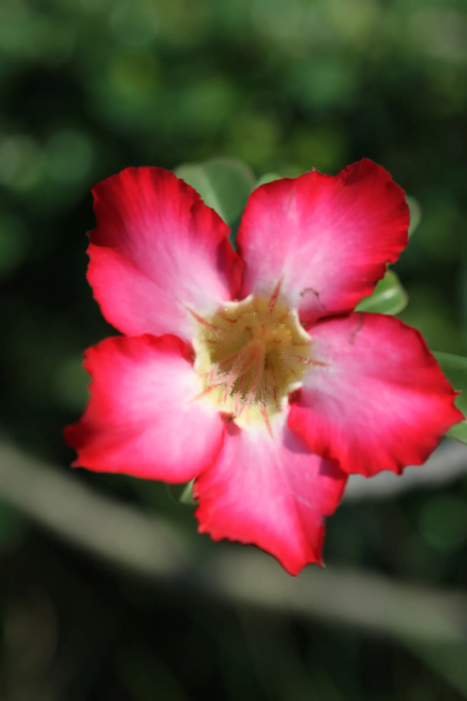 Desert Rose Or Desert Azalea (Adenium Obesum 'Calypso') — shrub / succulent for full or half; remember to handle with care, as the sap is toxic if, image 69