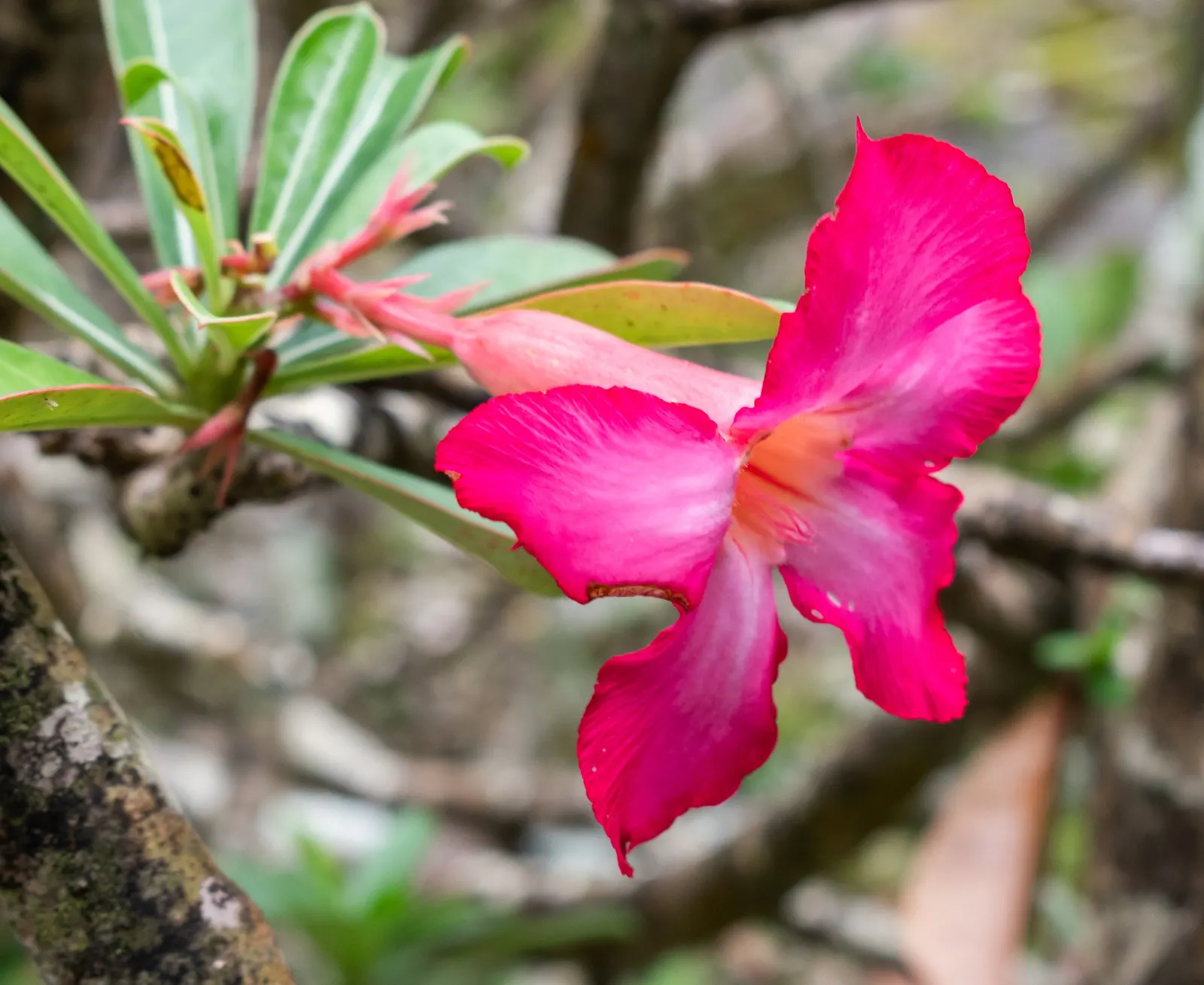 Desert Rose Or Desert Azalea (Adenium Obesum 'Calypso') — making it an excellent choice for xeriscaped gardens; with trumpet-shaped blooms that, image 130