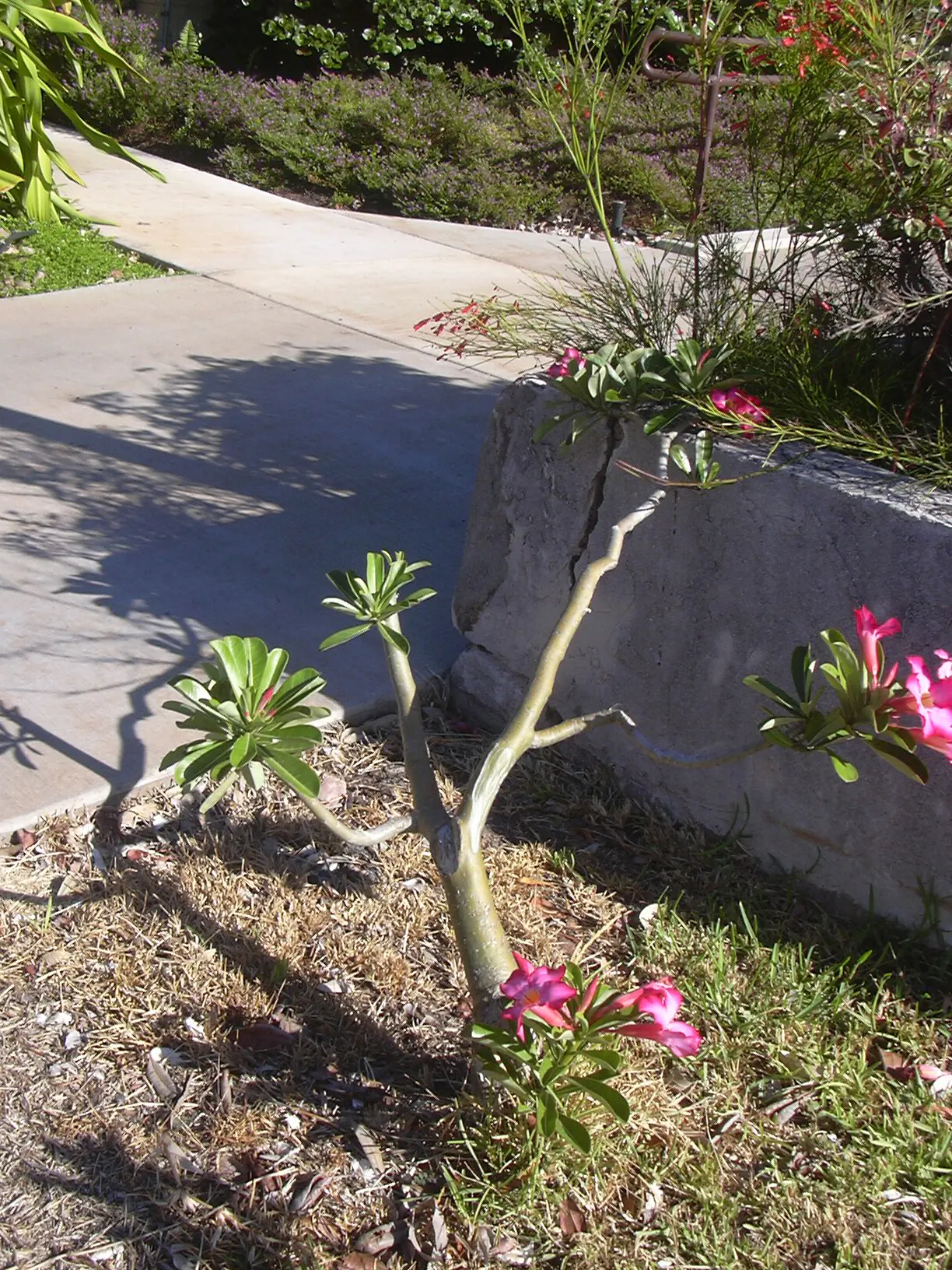 Desert Rose Or Desert Azalea (Adenium Obesum 'Calypso') — pink and red flowers in the garden; ideal for xeriscaping in USDA zones 10-12, it requires