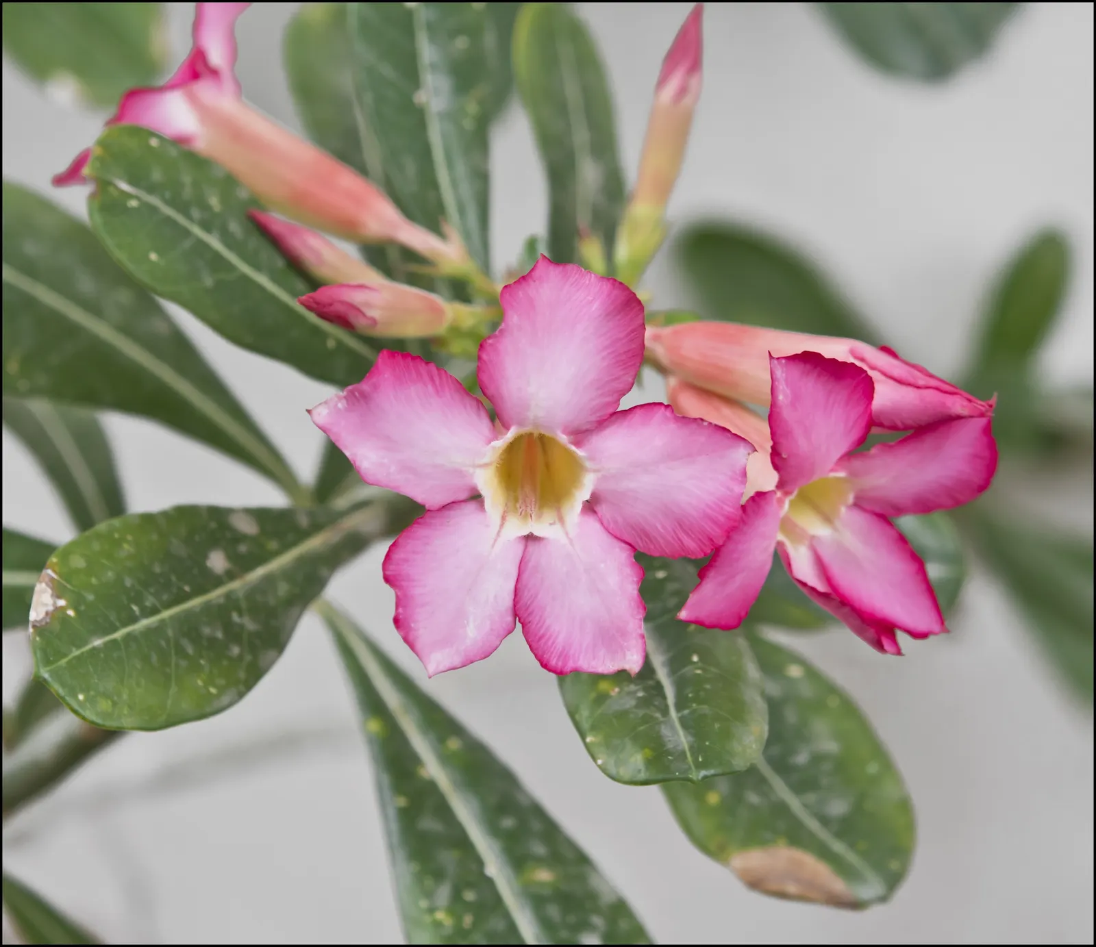 Desert Rose Or Desert Azalea (Adenium Obesum 'Calypso') — with trumpet-shaped blooms that boast a vivid pink to red hue with a sultry dark throat, image 56