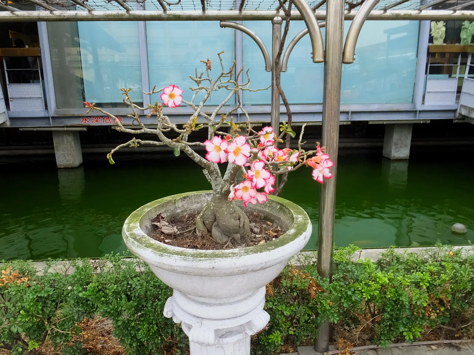 Desert Rose Or Desert Azalea (Adenium Obesum 'Calypso') — shrub / succulent for full or half; remember to handle with care, as the sap is toxic if, image 92