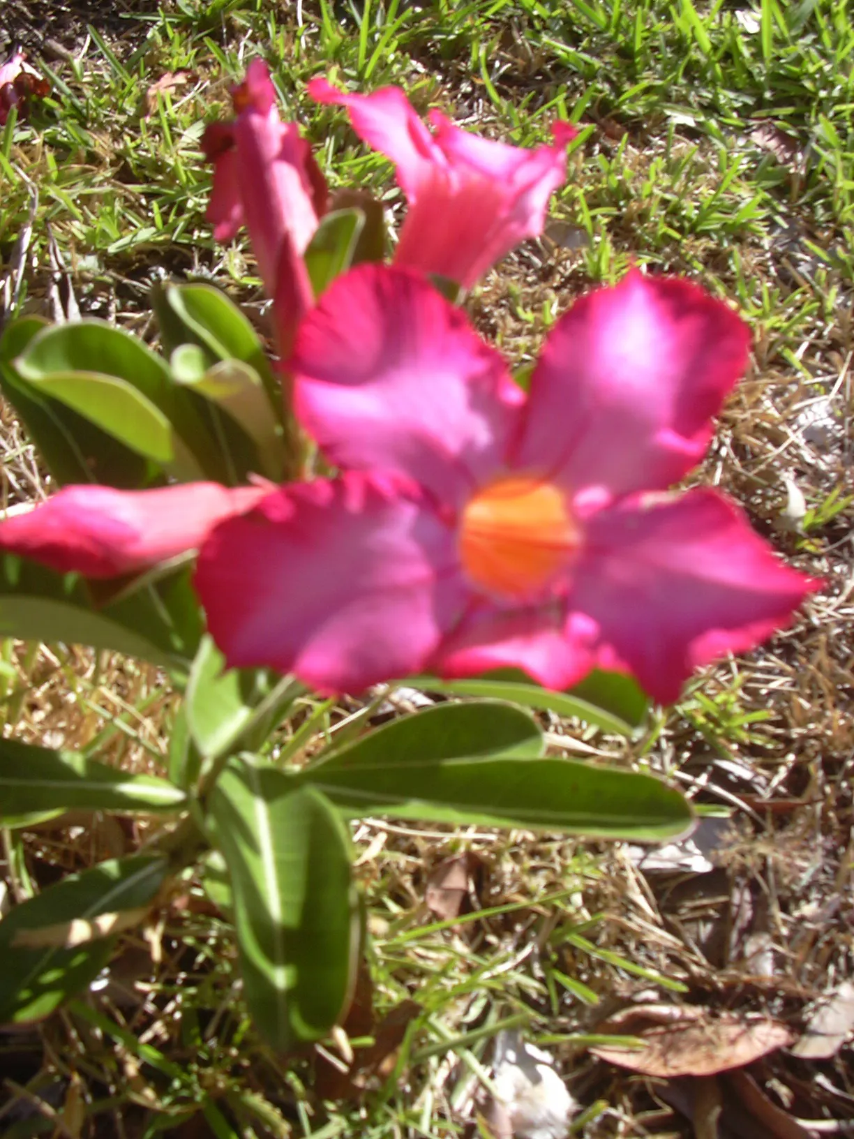 Desert Rose Or Desert Azalea (Adenium Obesum 'Calypso') — which contrast its glossy; this particular cultivar offers a breathtaking floral display, image 51