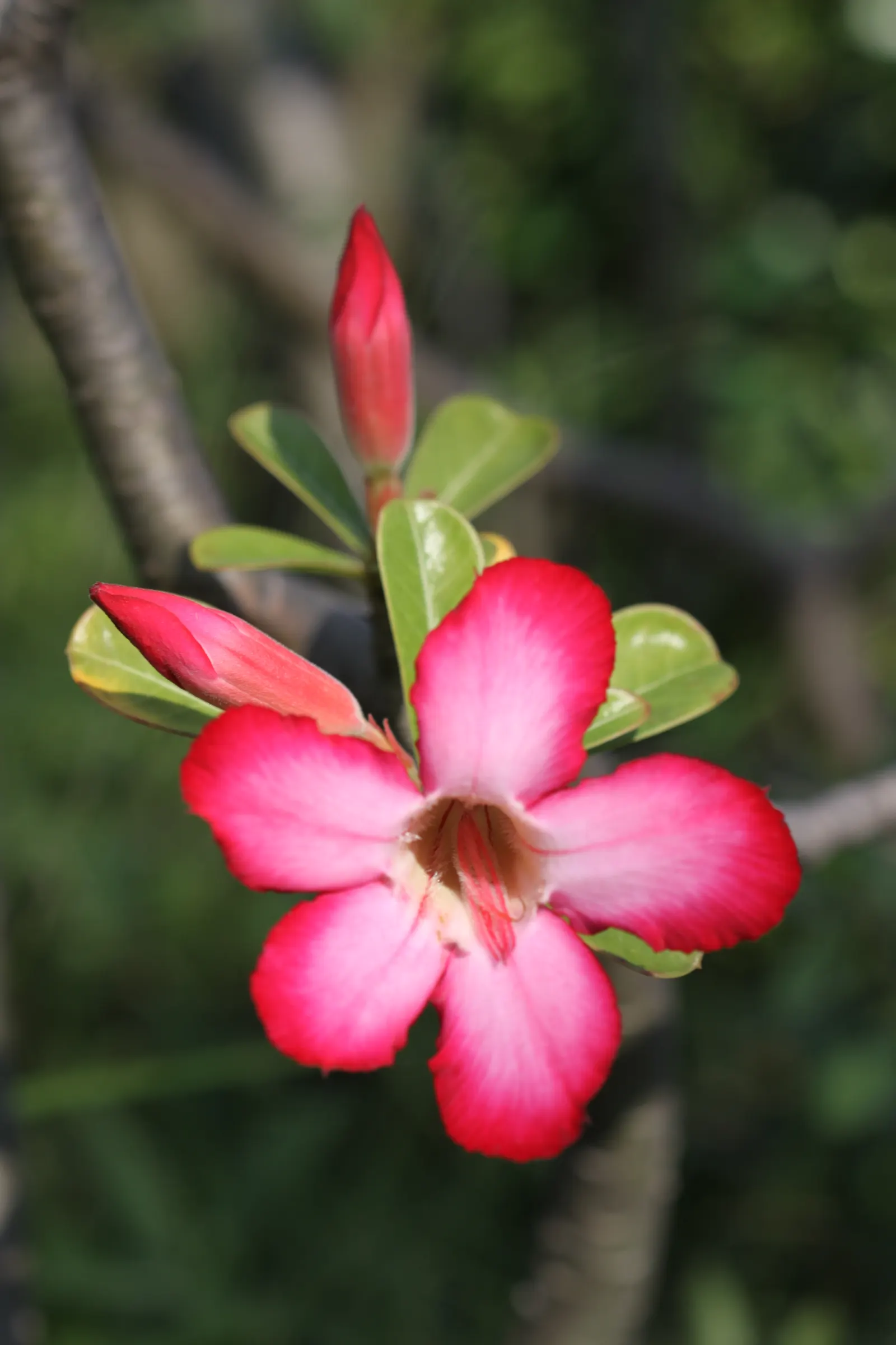 Desert Rose Or Desert Azalea (Adenium Obesum 'Calypso') — The architectural form of the Desert Rose can vary in mature specimens; consider, image 62