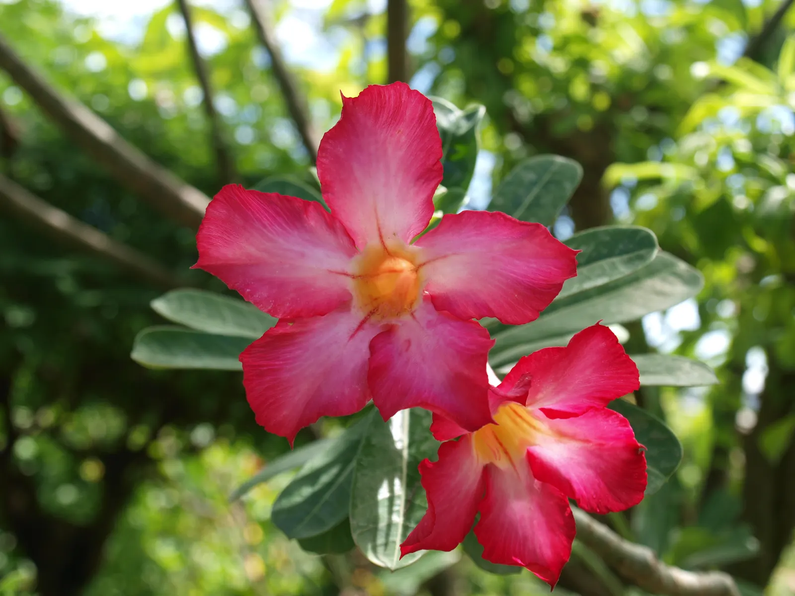 Desert Rose Or Desert Azalea (Adenium Obesum 'Calypso') — These flowers can reach a diameter of up to 2 inches and typically bloom from late spring through