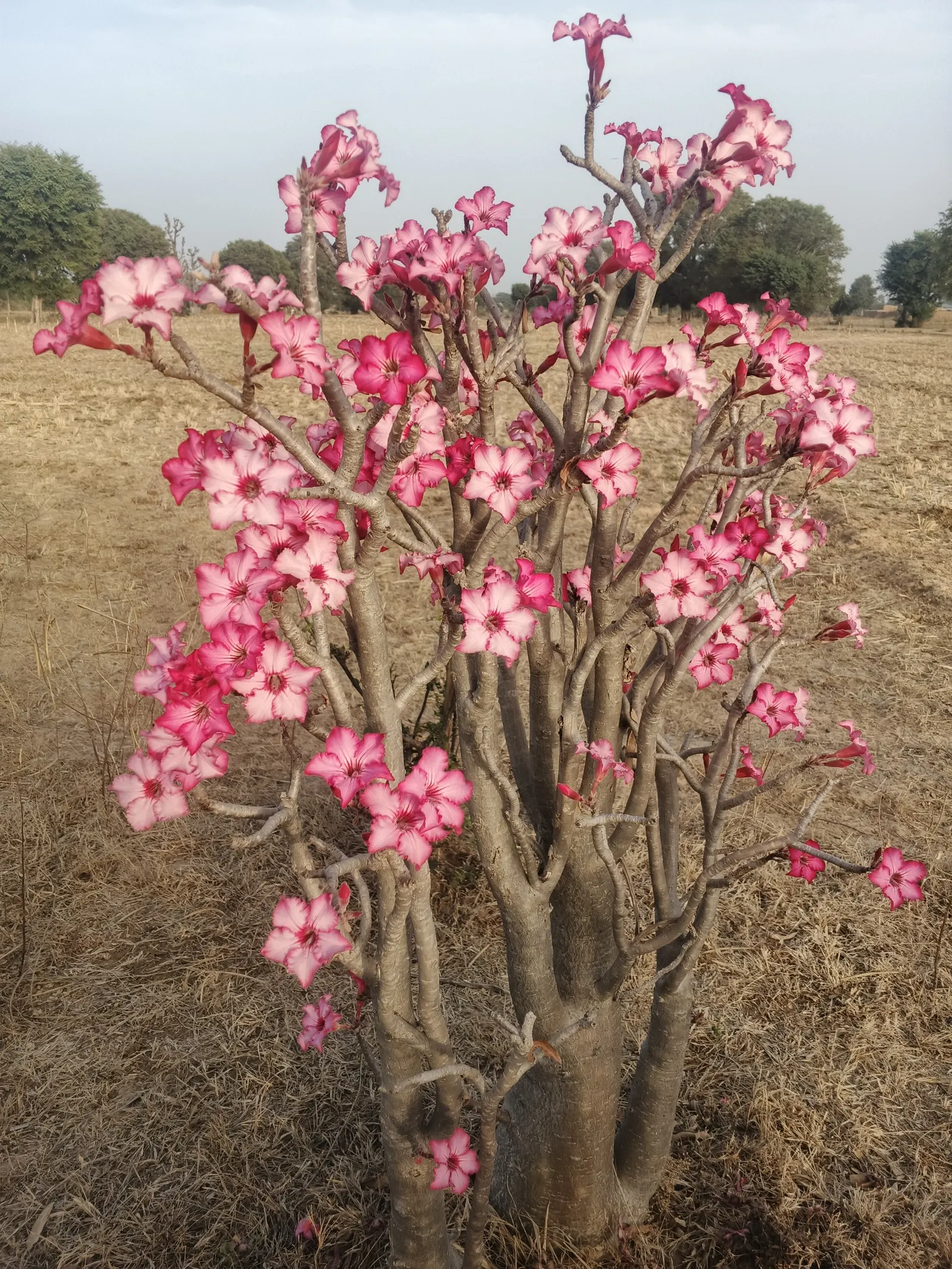 Desert Rose Or Desert Azalea (Adenium Obesum 'Calypso') — features a unique swollen base (caudex) that can reach over 10 inches in diameter; these, image 71