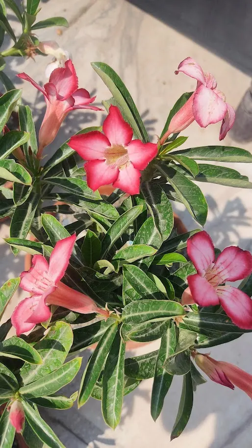 Desert Rose Or Desert Azalea (Adenium Obesum 'Calypso') — This succulent stands up to 3 feet tall and bears vibrant pink to red trumpet-shaped, image 49