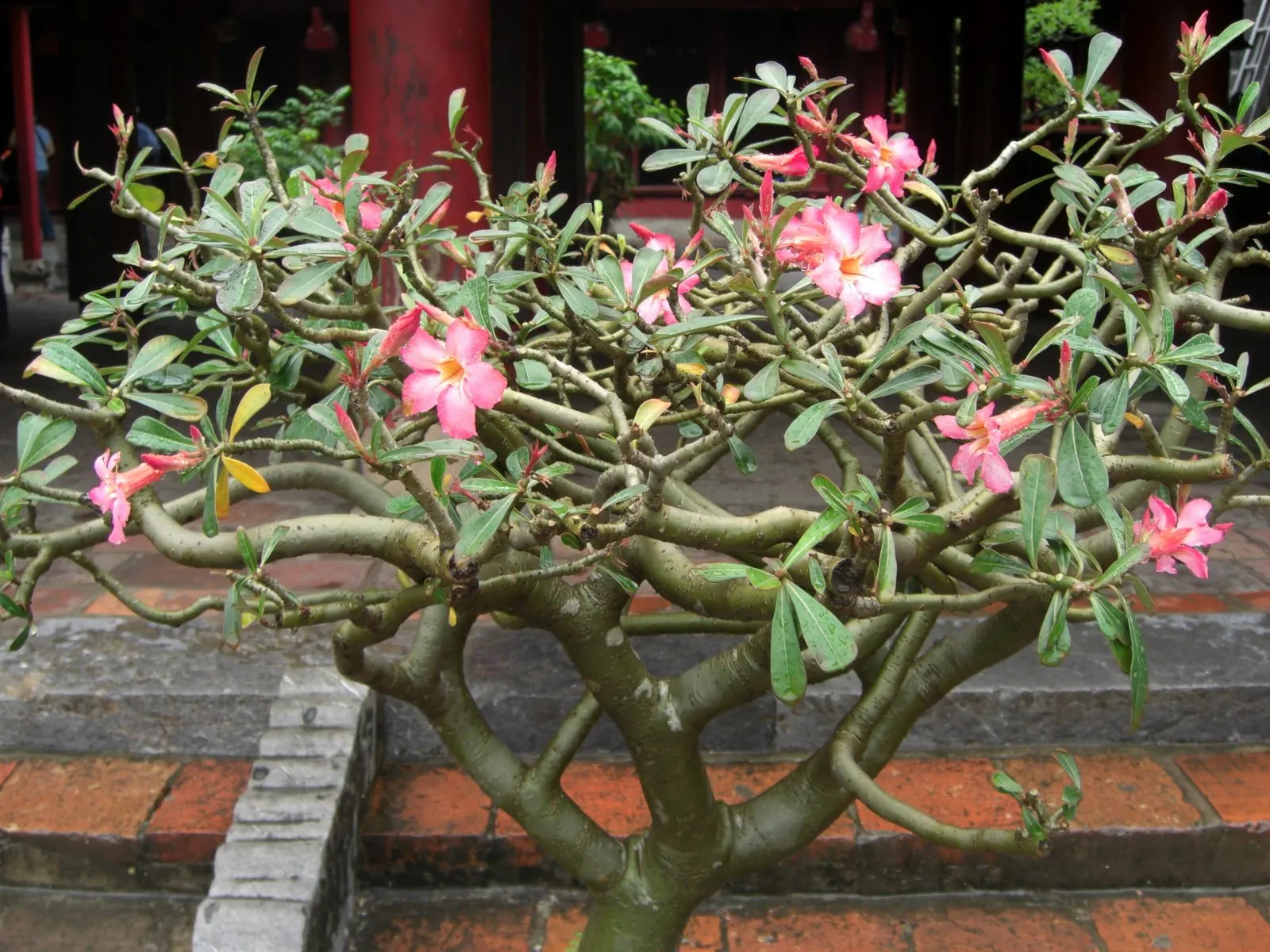 Desert Rose Or Desert Azalea (Adenium Obesum 'Calypso') — These flowers can reach a diameter of up to 2 inches and typically bloom from late spring, image 103