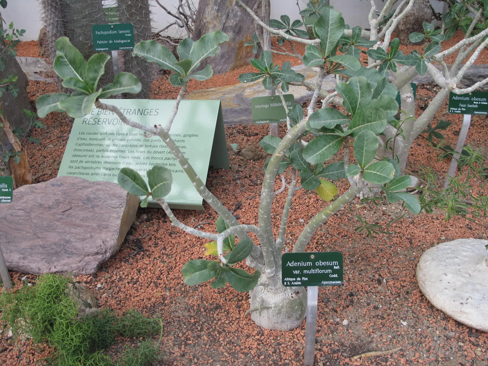 Desert Rose Or Desert Azalea (Adenium Obesum 'Calypso') — or as a container specimen on sunny patios; making it an excellent choice for xeriscaped, image 111