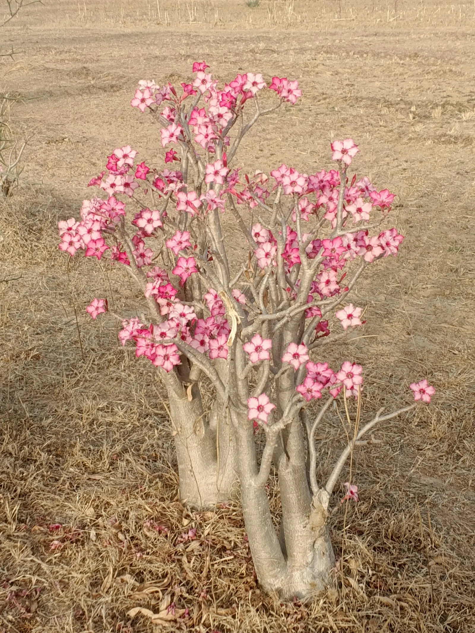 Desert Rose Or Desert Azalea (Adenium Obesum 'Calypso') — which contrast its glossy