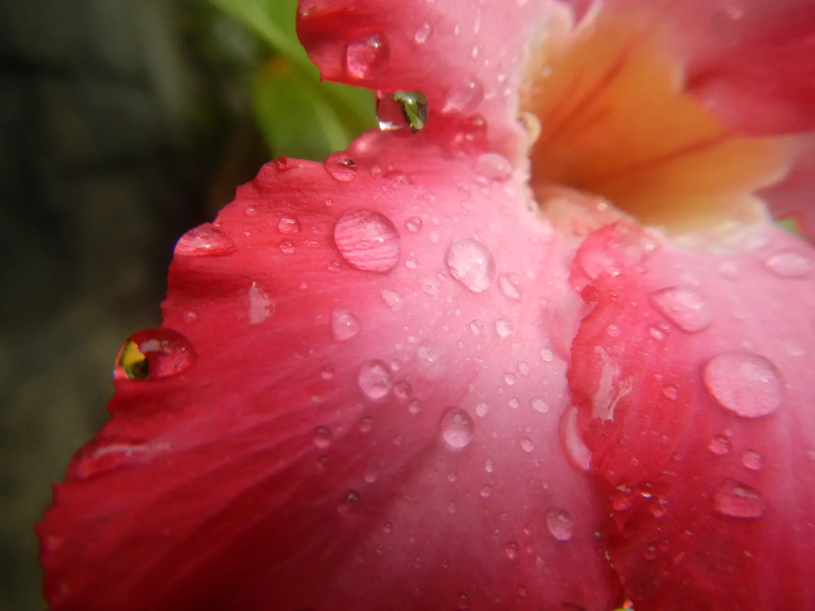 Desert Rose Or Desert Azalea (Adenium Obesum 'Calypso') — It pairs well with other drought-tolerant species and provides an exotic touch to rock, image 87