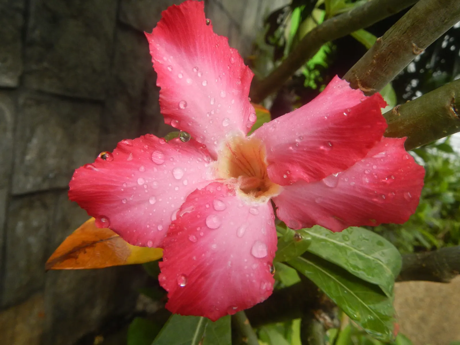 Desert Rose Or Desert Azalea (Adenium Obesum 'Calypso') — Ideal for xeriscaping in USDA zones 10-12, it requires well-drained soil and full sun exposure to
