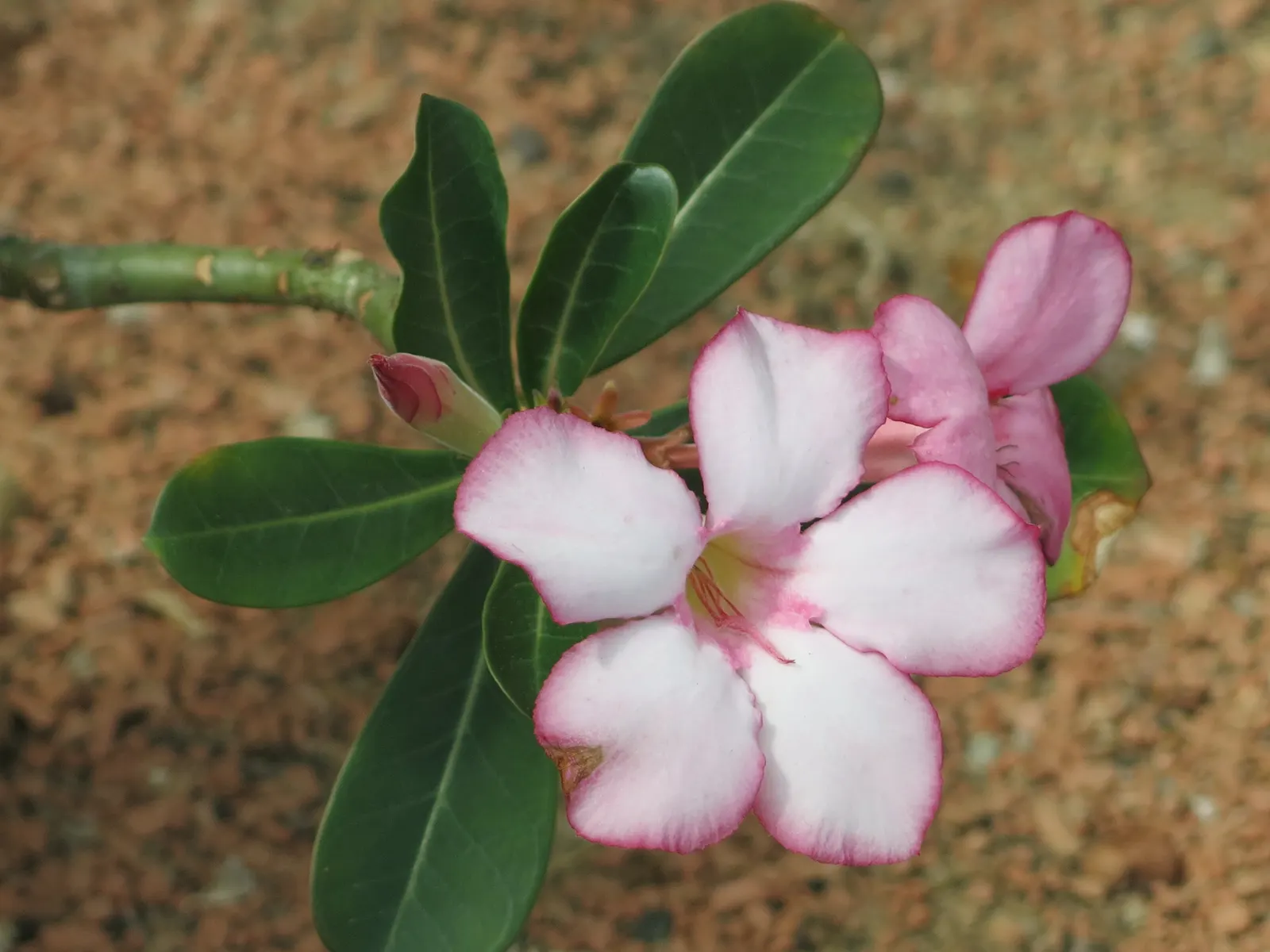 Desert Rose Or Desert Azalea (Adenium Obesum 'Calypso') — peaking during the warmest months.<br><br>The Desert Rose stands out with a distinctive, image 127