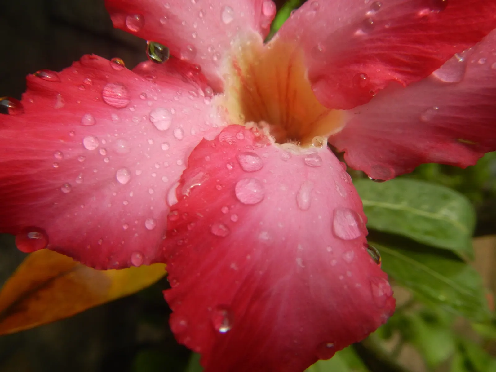 Desert Rose Or Desert Azalea (Adenium Obesum 'Calypso') — It pairs well with other drought-tolerant species and provides an exotic touch to rock gardens; is a