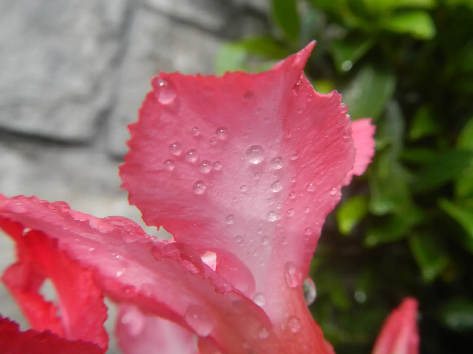 Desert Rose Or Desert Azalea (Adenium Obesum 'Calypso') — shrub / succulent for full or half; remember to handle with care, as the sap is toxic if ingested and