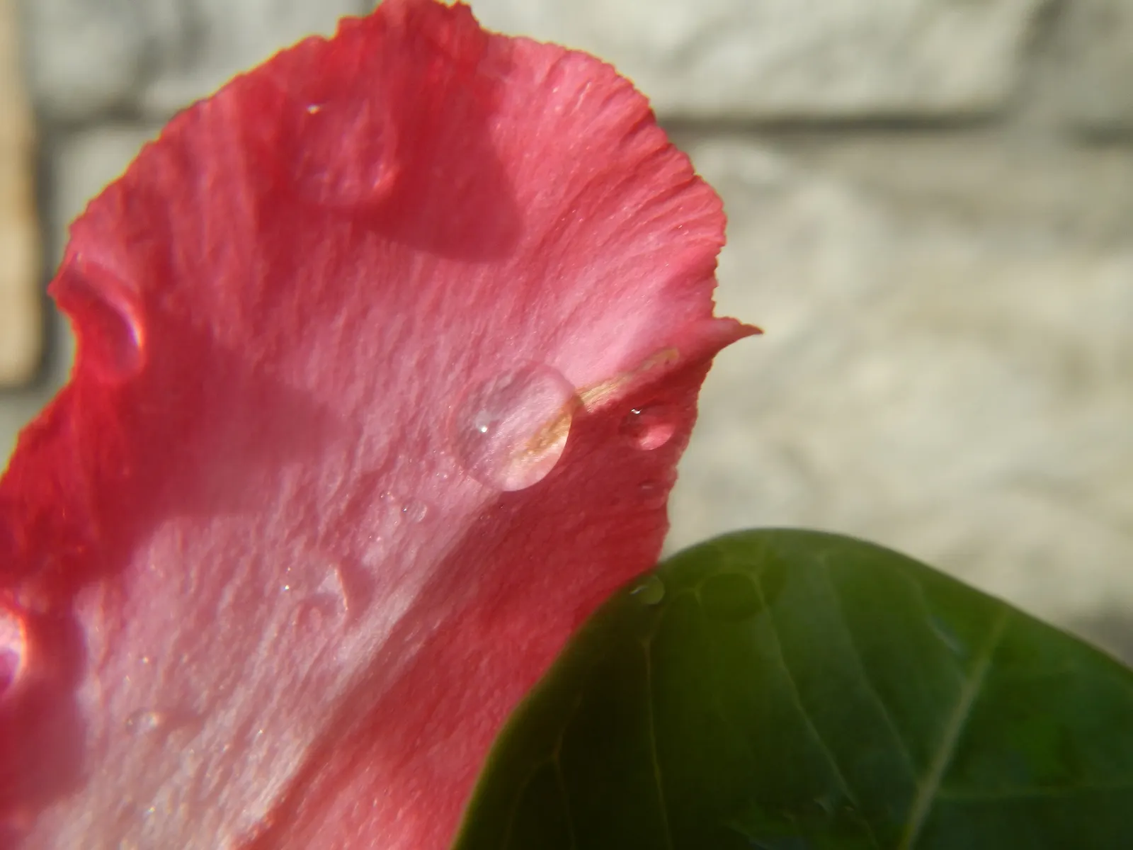 Desert Rose Or Desert Azalea (Adenium Obesum 'Calypso') — This particular cultivar offers a breathtaking floral display; allows the plant to thrive, image 55