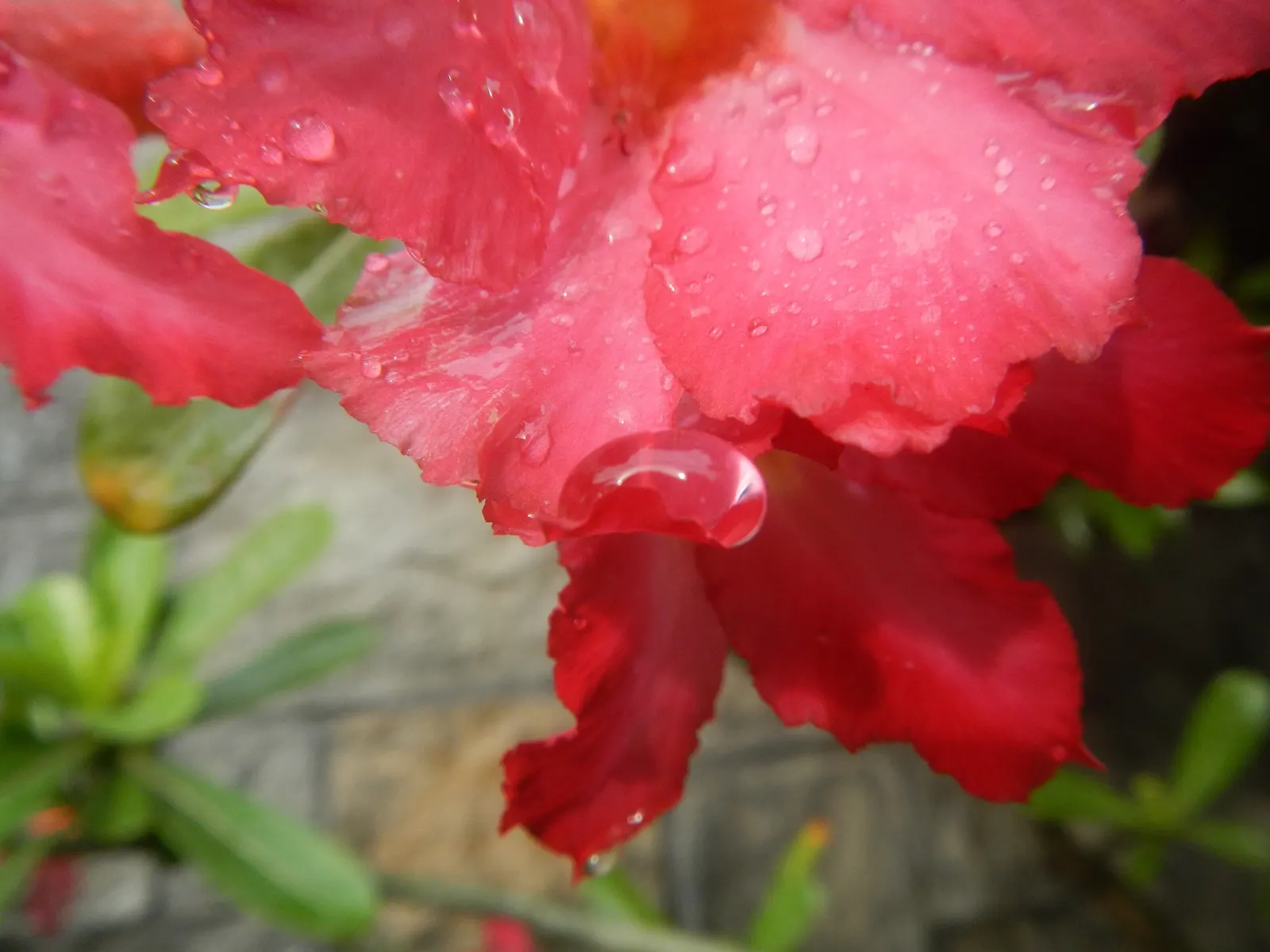 Desert Rose Or Desert Azalea (Adenium Obesum 'Calypso') — The architectural form of the Desert Rose can vary in mature specimens; consider positioning it as a