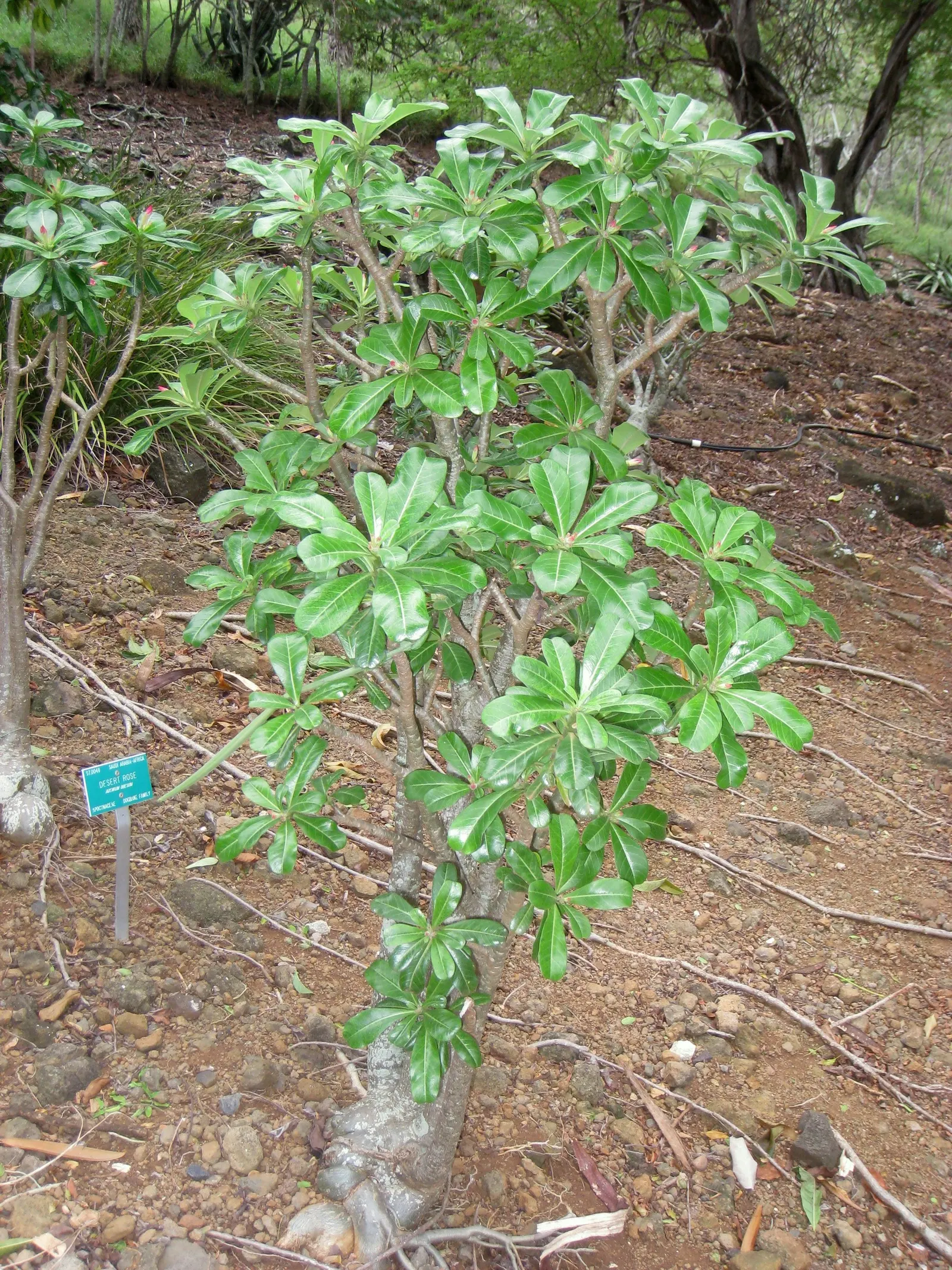 Desert Rose Or Desert Azalea (Adenium Obesum 'Calypso') — Ideal for xeriscaping in USDA zones 10-12, it requires well-drained soil and full sun, image 29