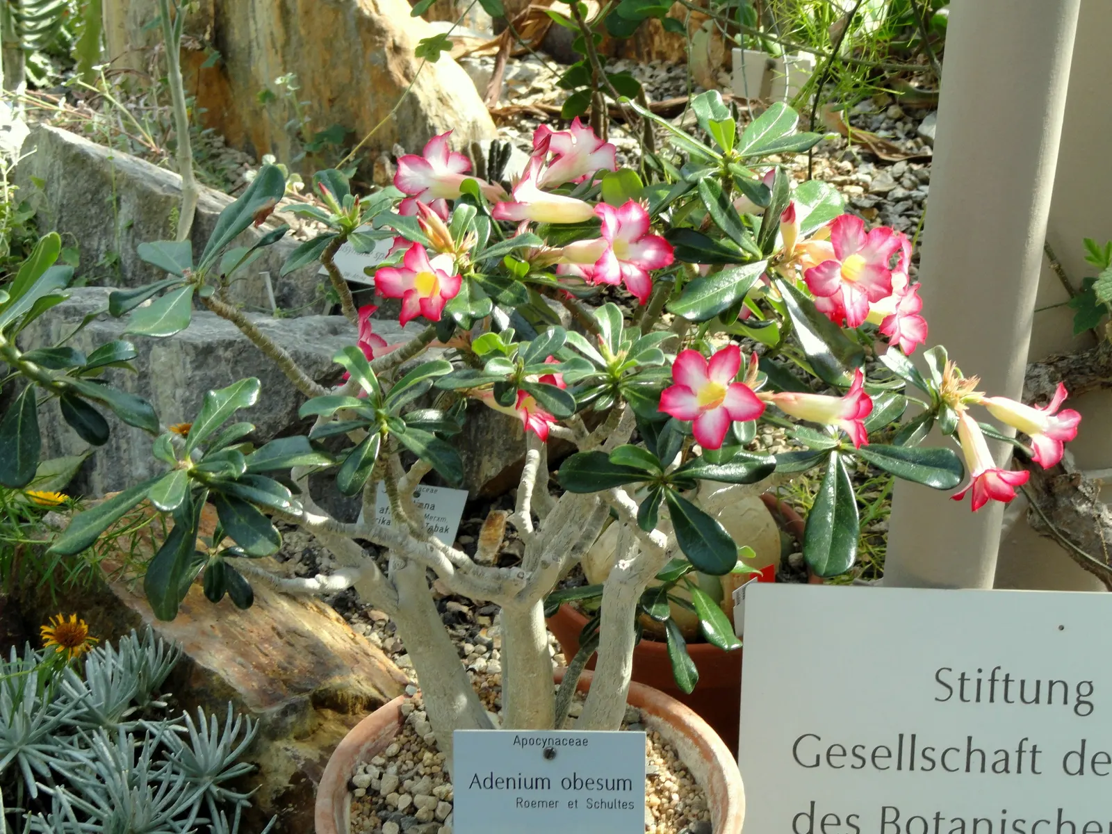 Desert Rose Or Desert Azalea (Adenium Obesum 'Calypso') — woody trunk that serves as a water reservoir during periods of drought