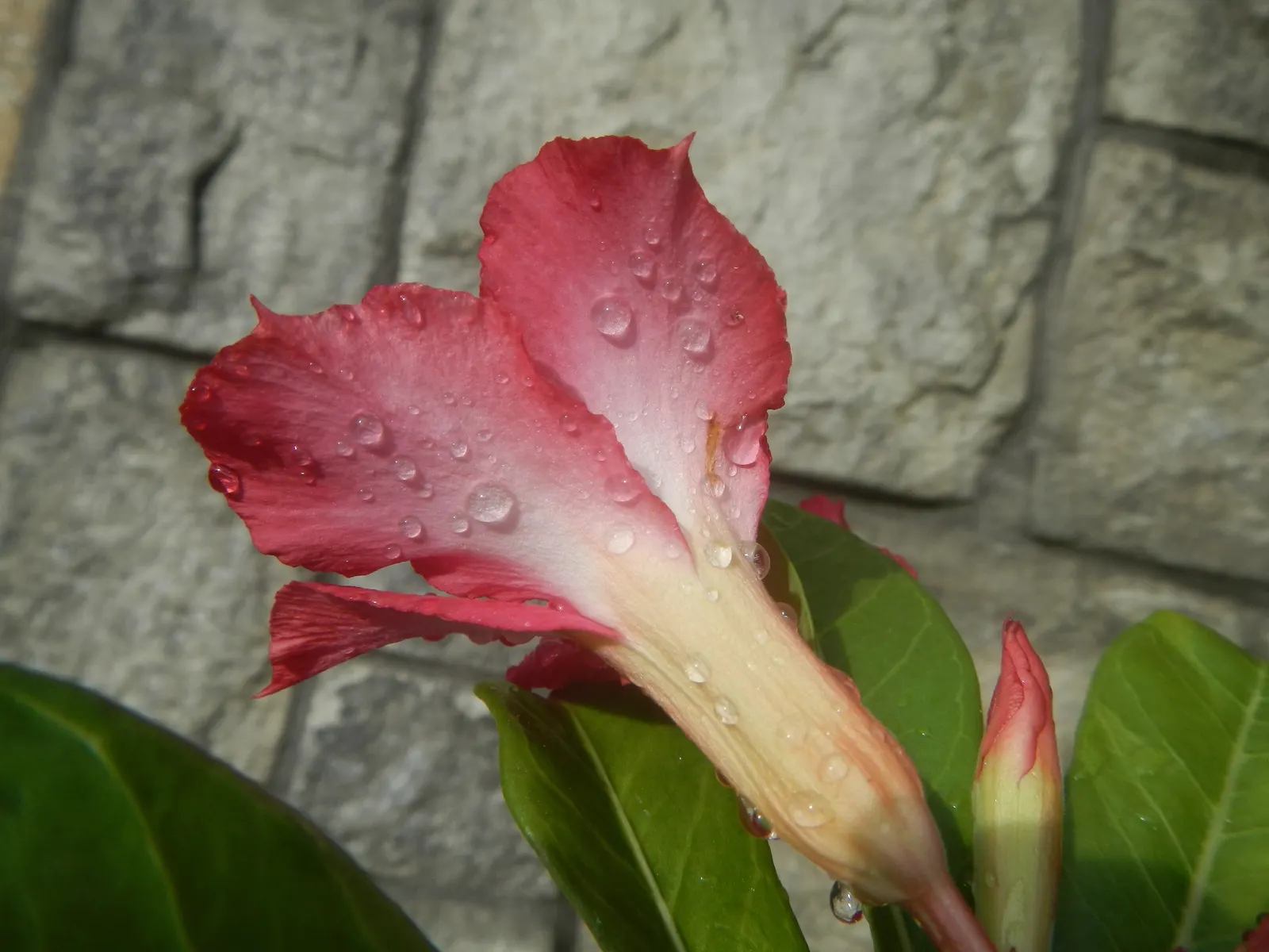 Desert Rose Or Desert Azalea (Adenium Obesum 'Calypso') — pink and red flowers in the garden; ideal for xeriscaping in USDA zones 10-12, it requires, image 113