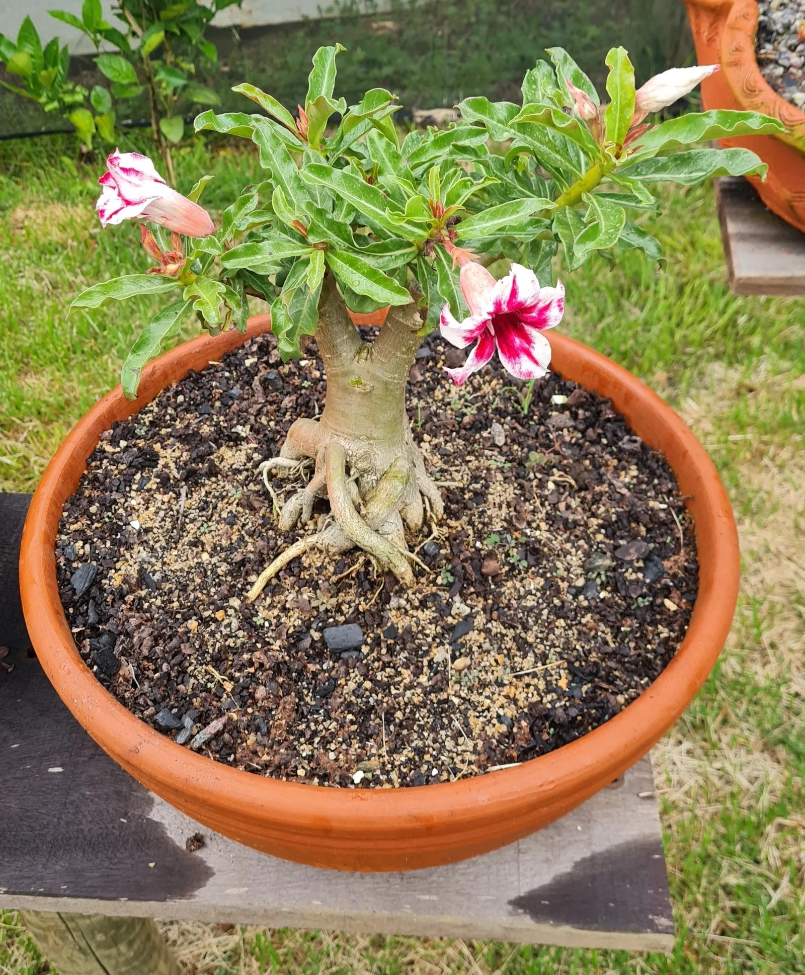 Desert Rose Or Desert Azalea (Adenium Obesum 'Calypso') — commonly known as Desert Rose or Desert Azalea; shrub / succulent for full or half