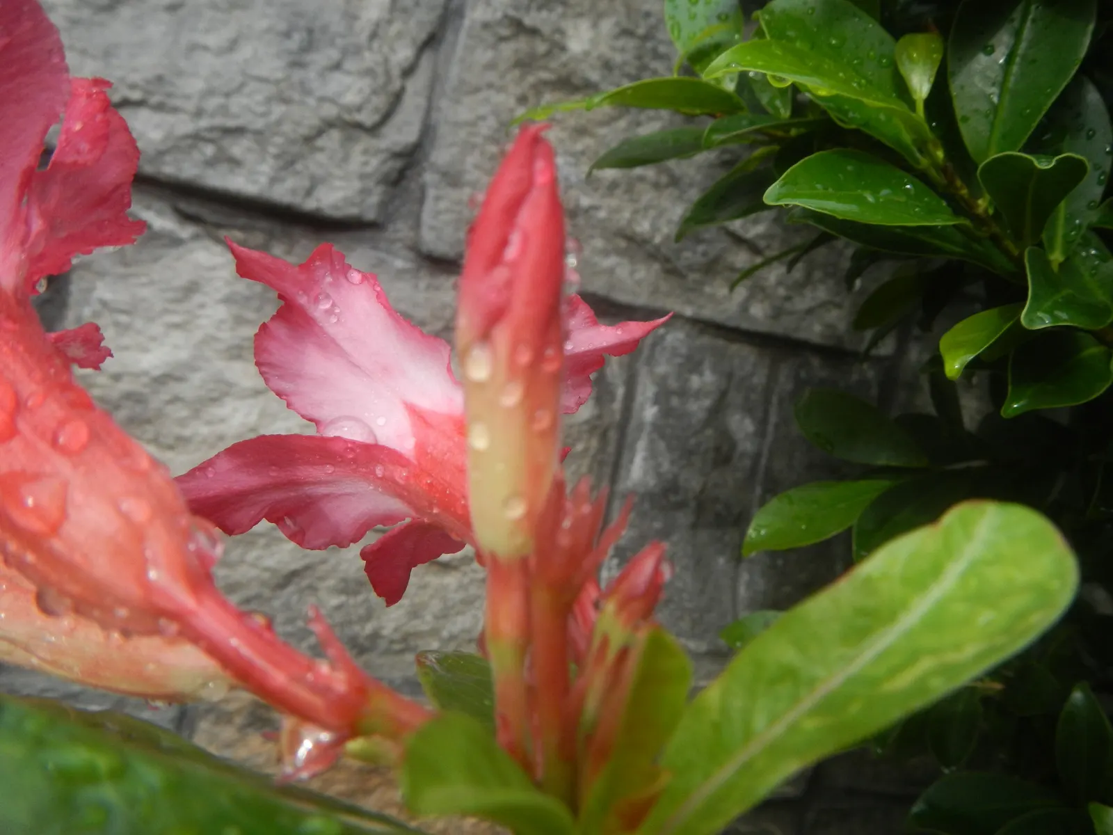 Desert Rose Or Desert Azalea (Adenium Obesum 'Calypso') — These flowers can reach a diameter of up to 2 inches and typically bloom from late spring, image 57